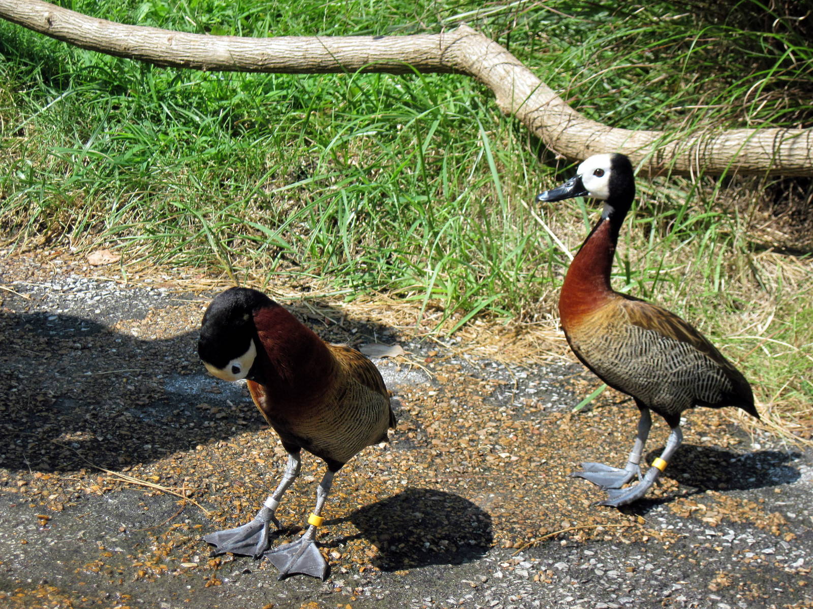 Africa-White-faced Whistling Duck