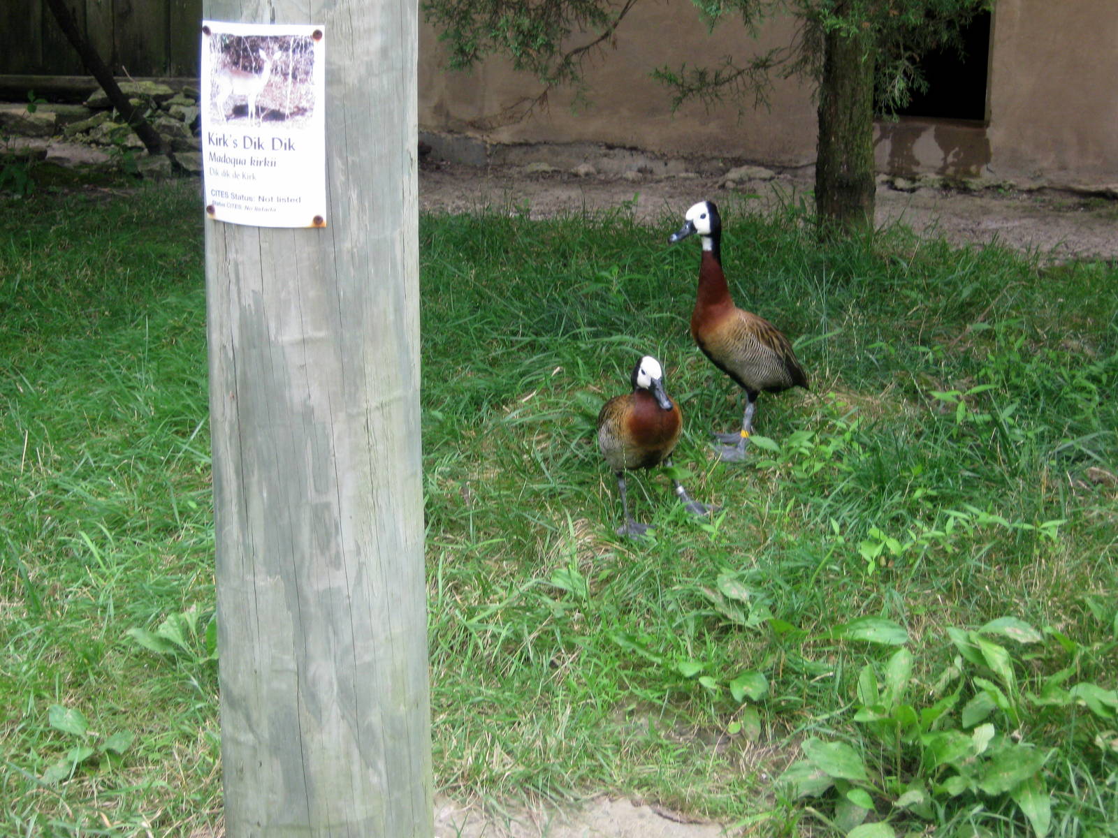 Africa-White-faced Whistling Ducks