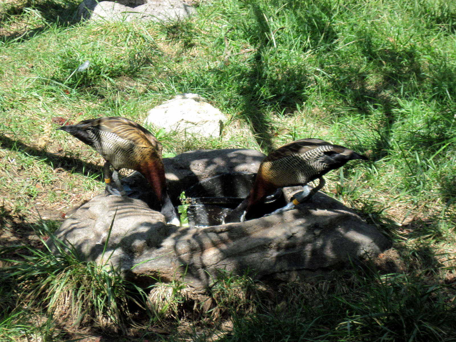 Africa-White-faced Whistling Ducks