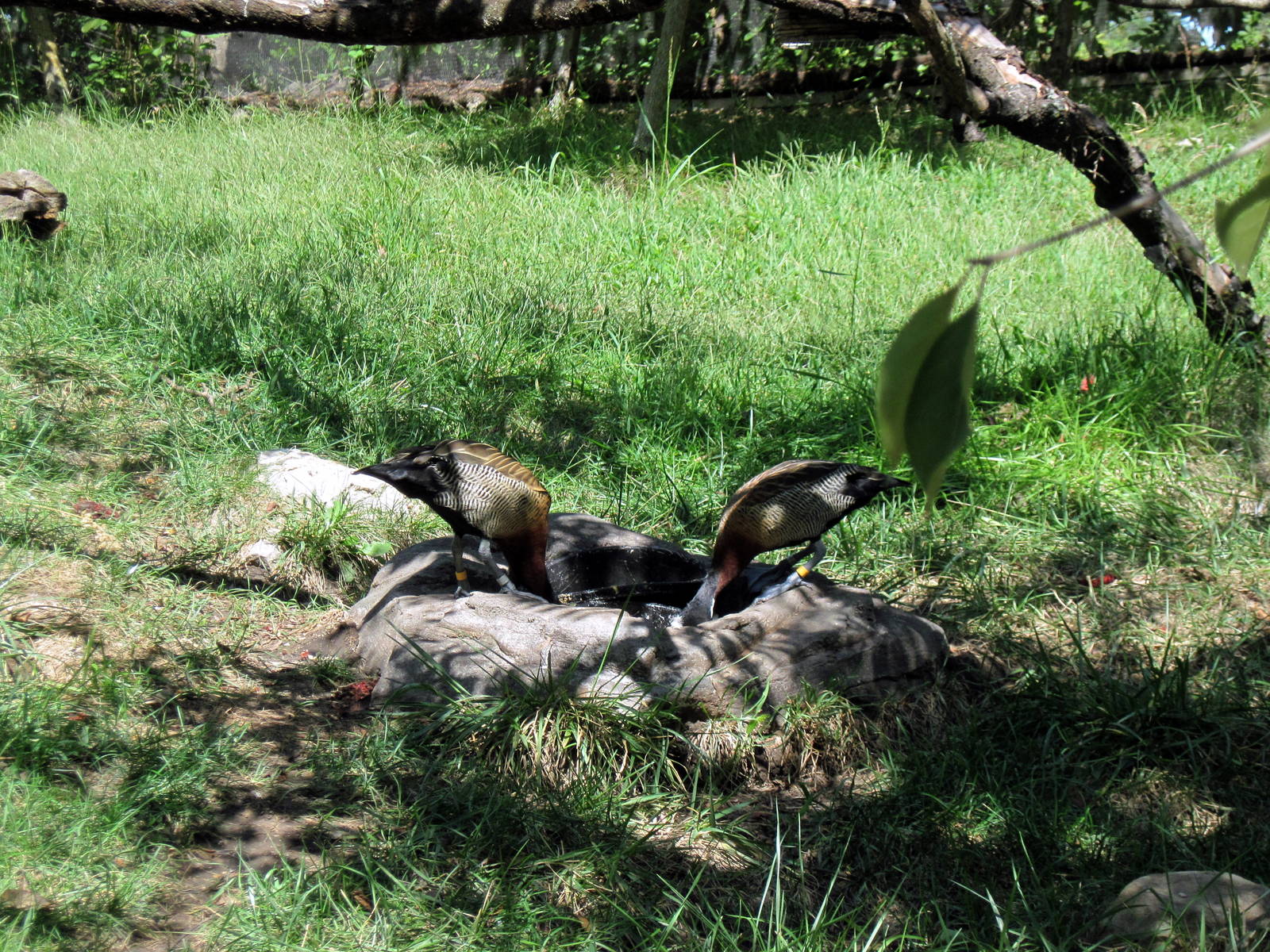 Africa-White-faced Whistling Ducks