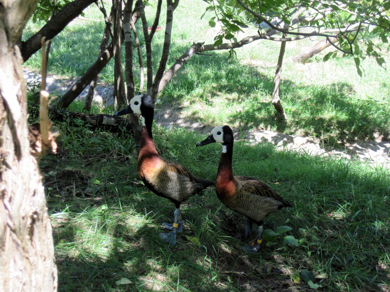 Africa-White-faced Whistling Ducks