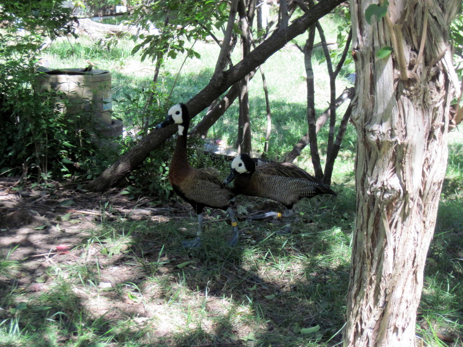 Africa-White-faced Whistling Ducks