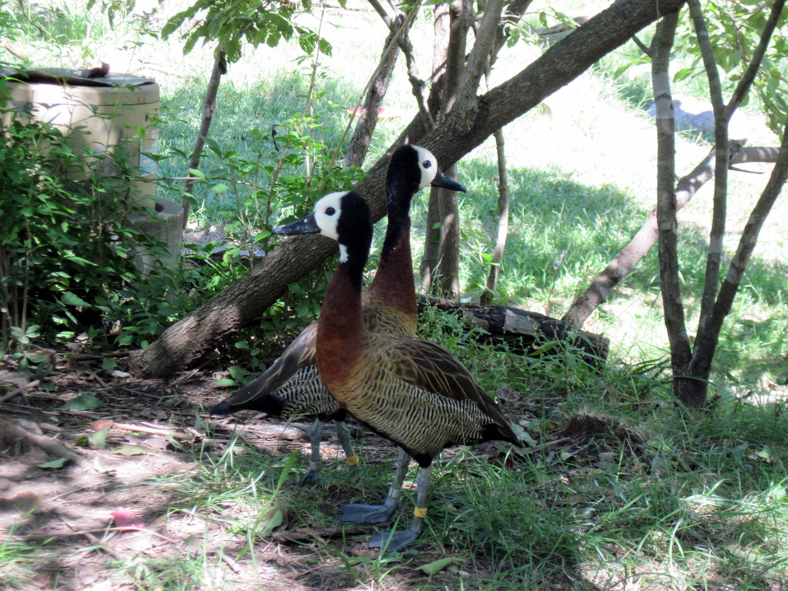 Africa-White-faced Whistling Ducks