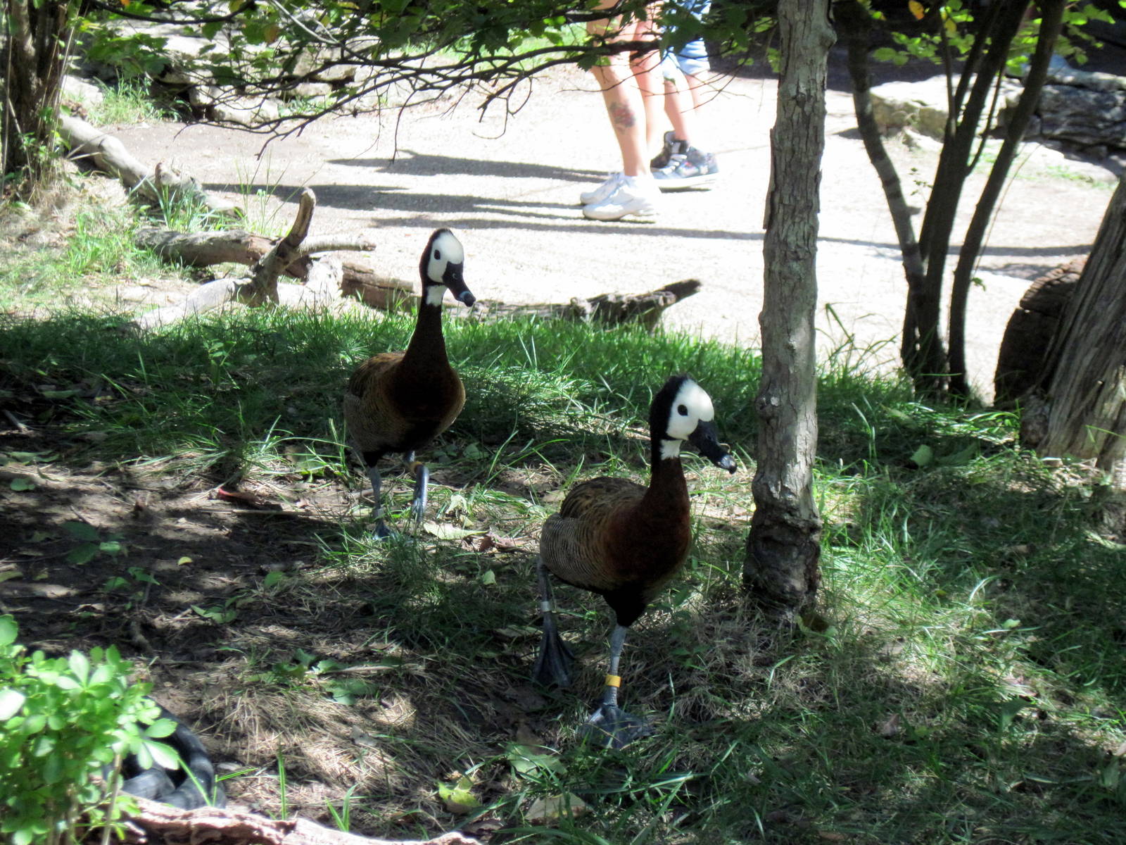 Africa-White-faced Whistling Ducks
