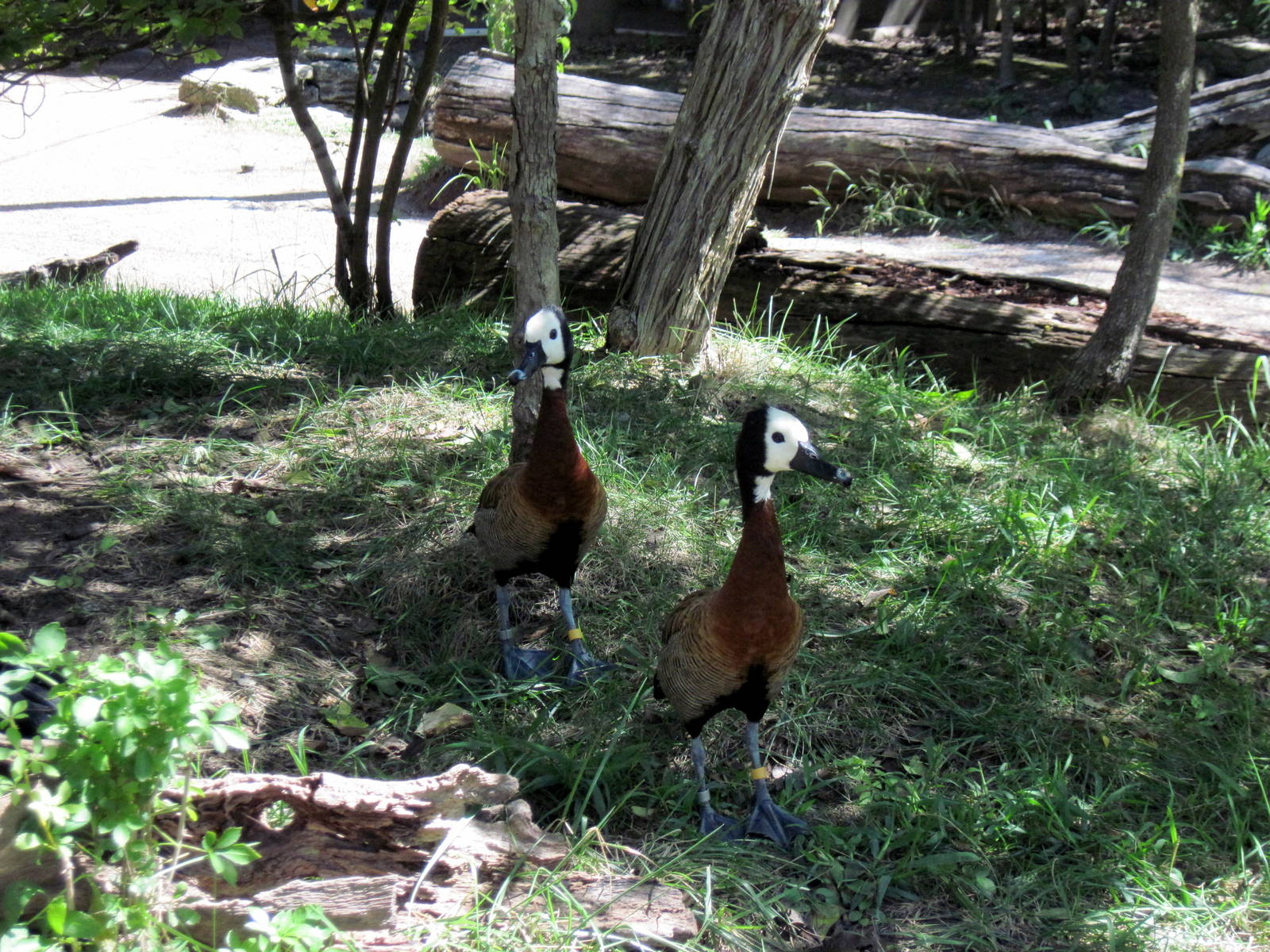Africa-White-faced Whistling Ducks