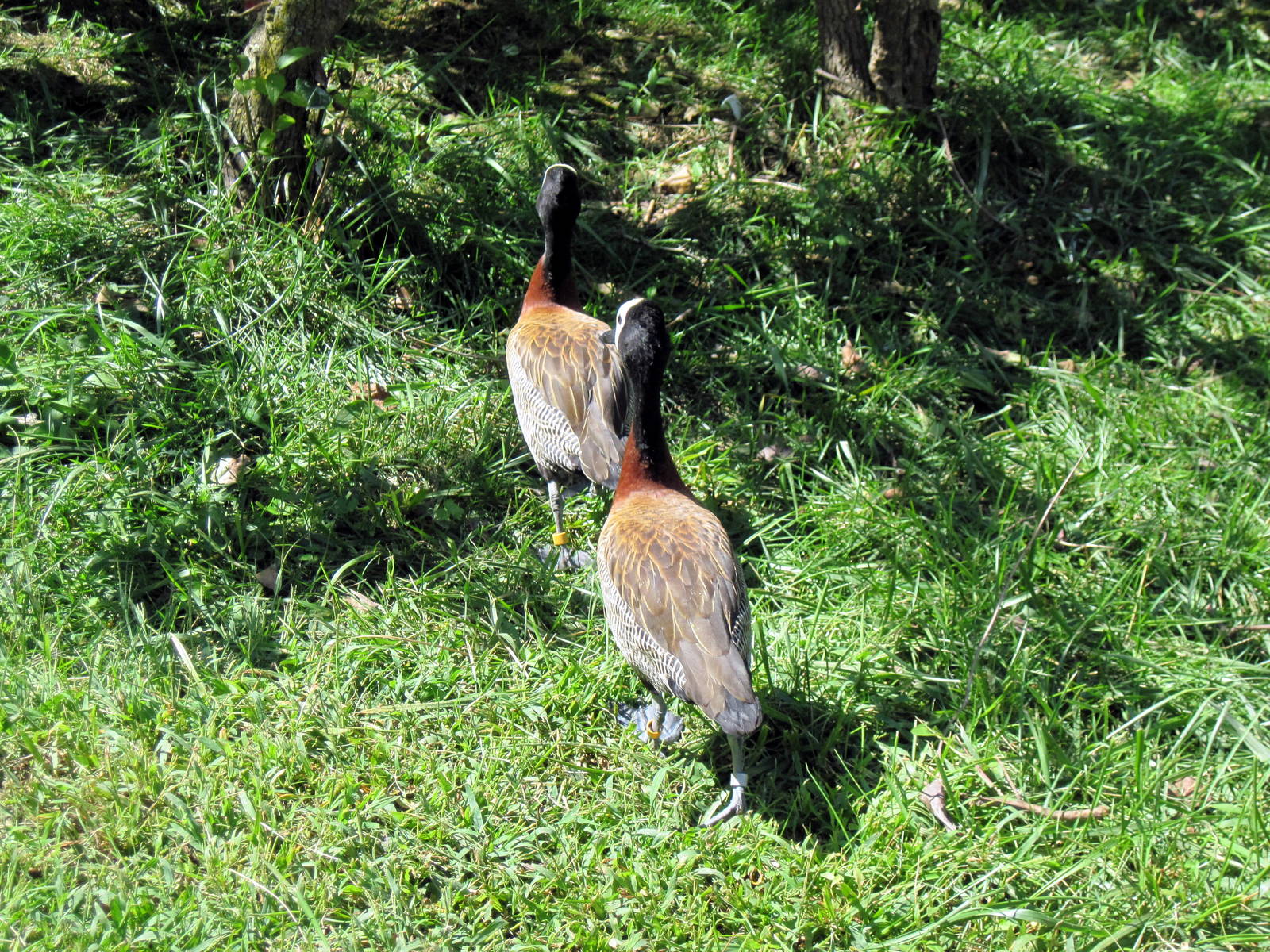 Africa-White-faced Whistling Ducks