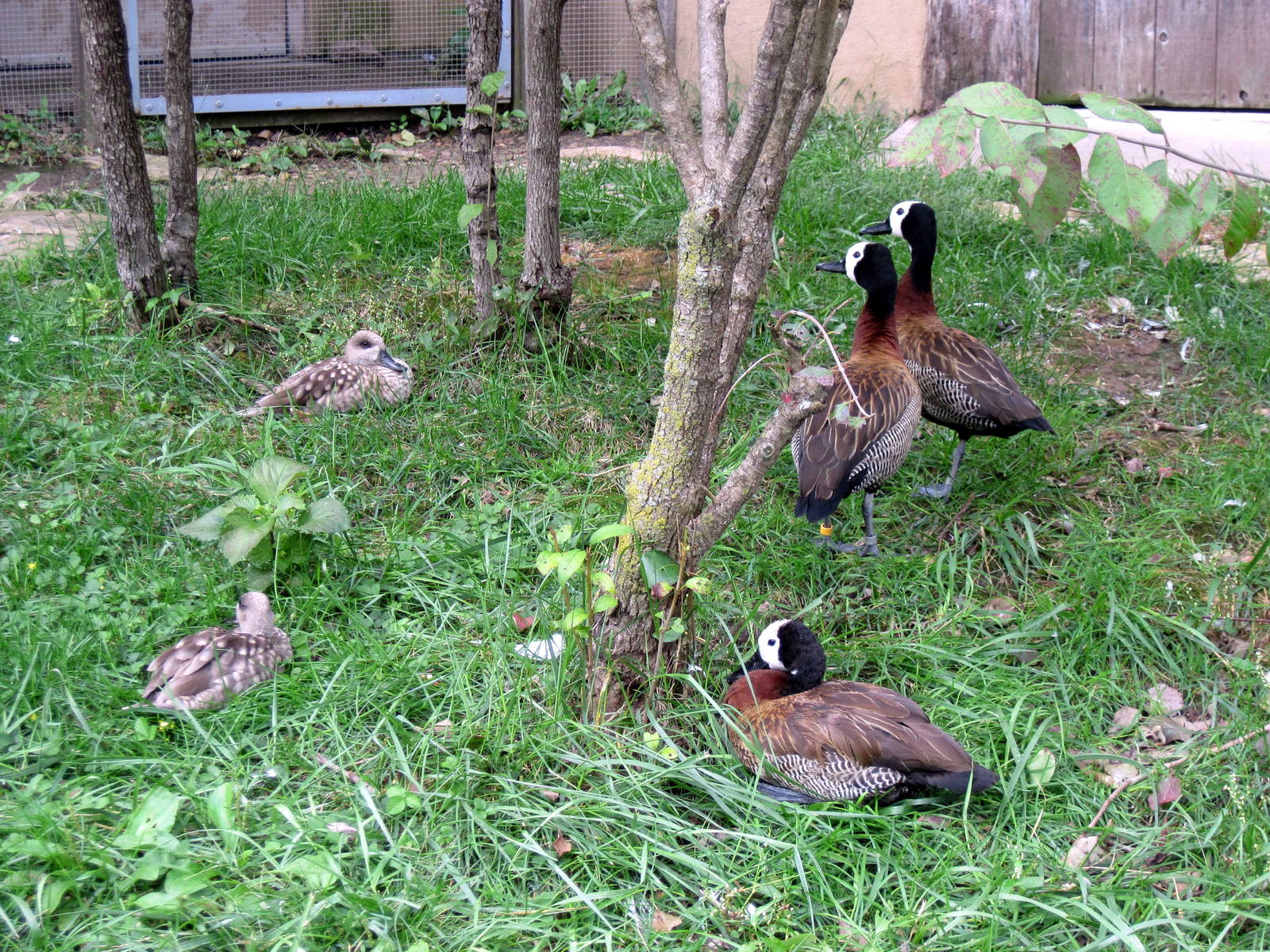 Africa-White-faced Whistling Ducks