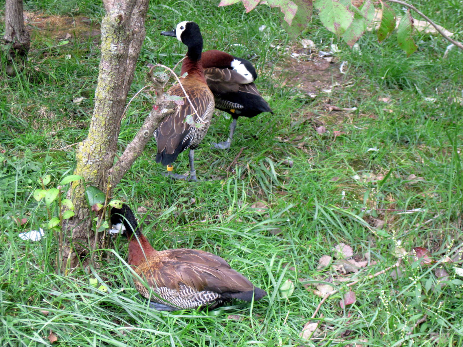 Africa-White-faced Whistling Ducks