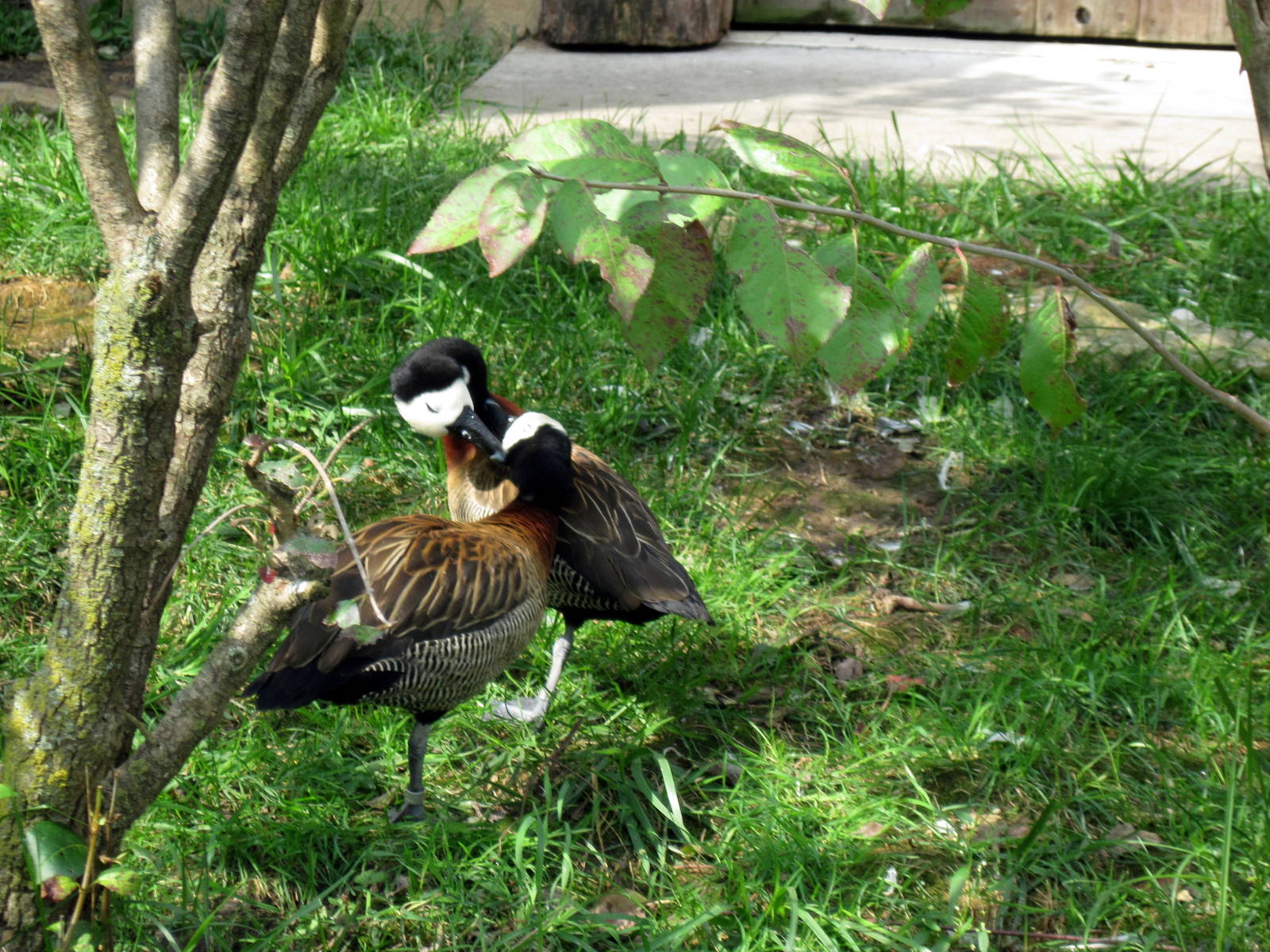 Africa-White-faced Whistling Ducks