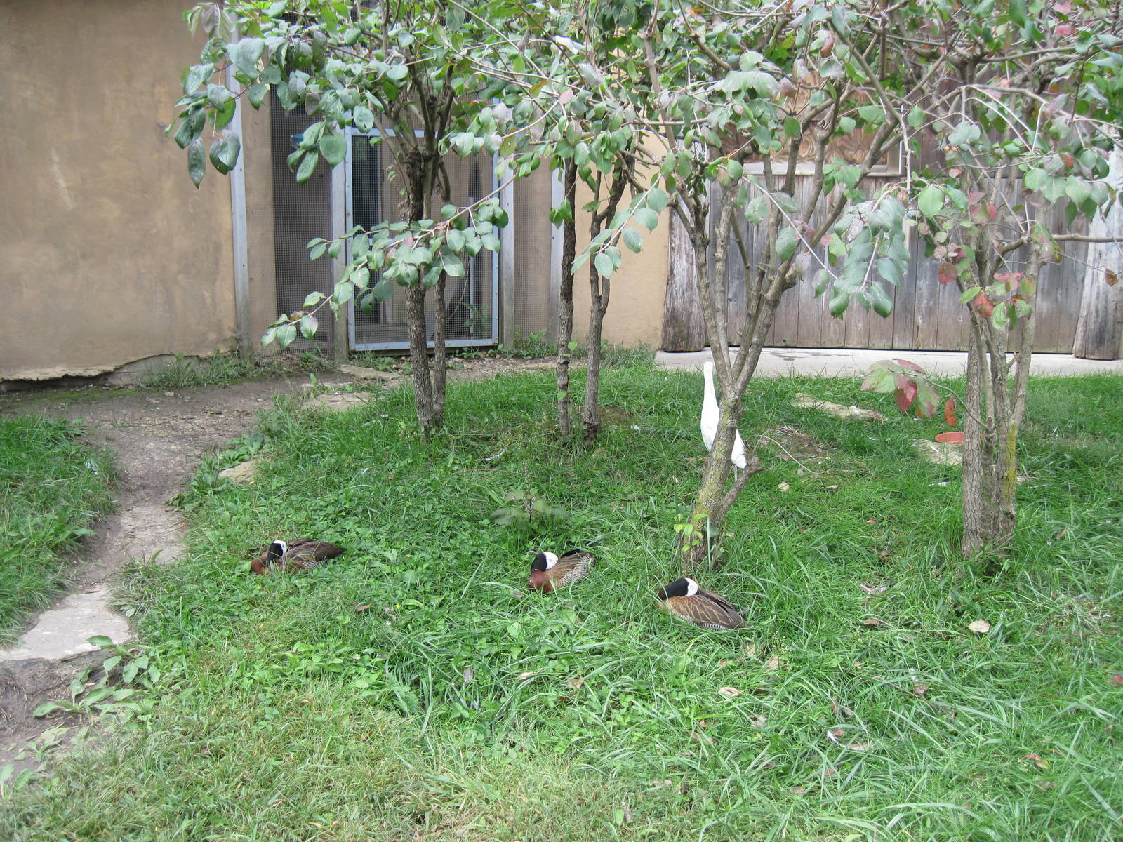 Africa-White-faced Whistling Ducks