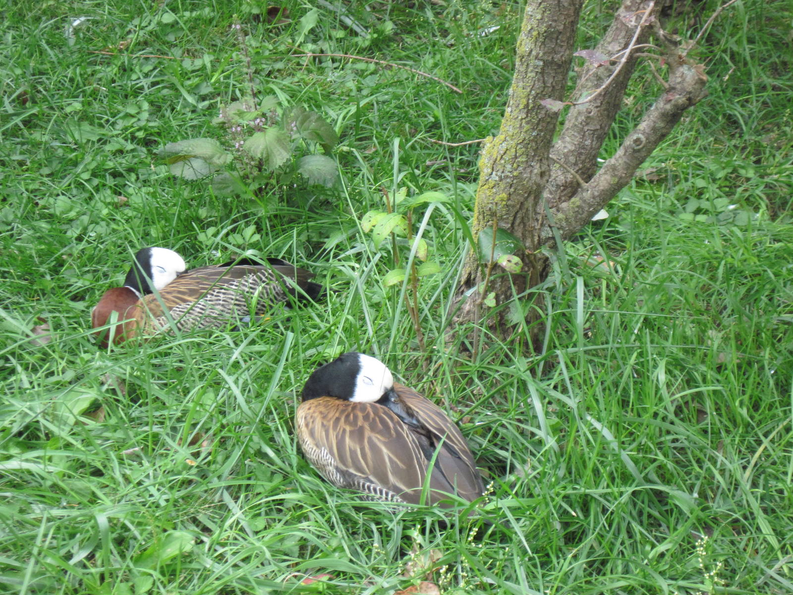 Africa-White-faced Whistling Ducks