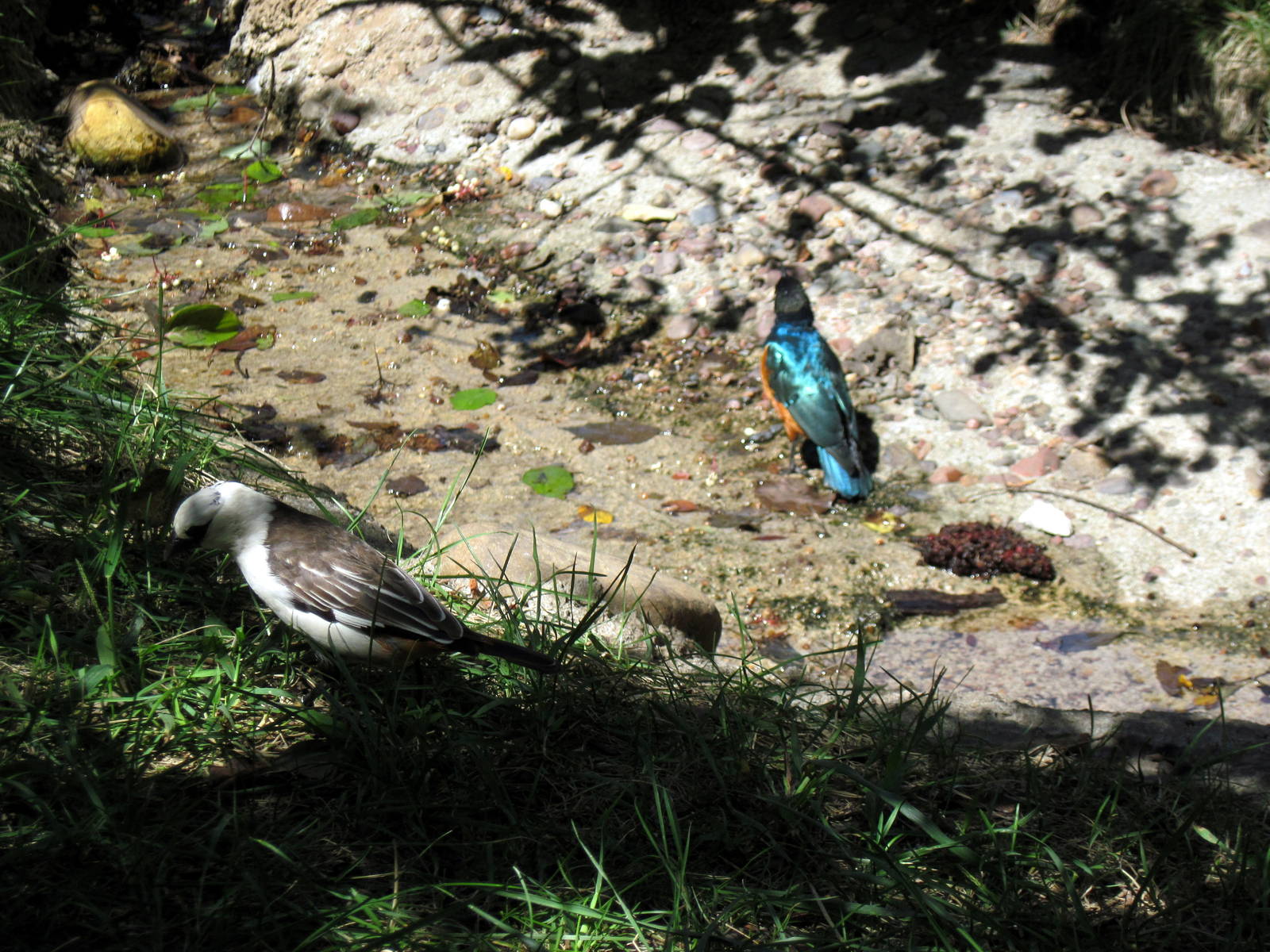 Africa-White-headed Buffalo Weaver and Superb Starling