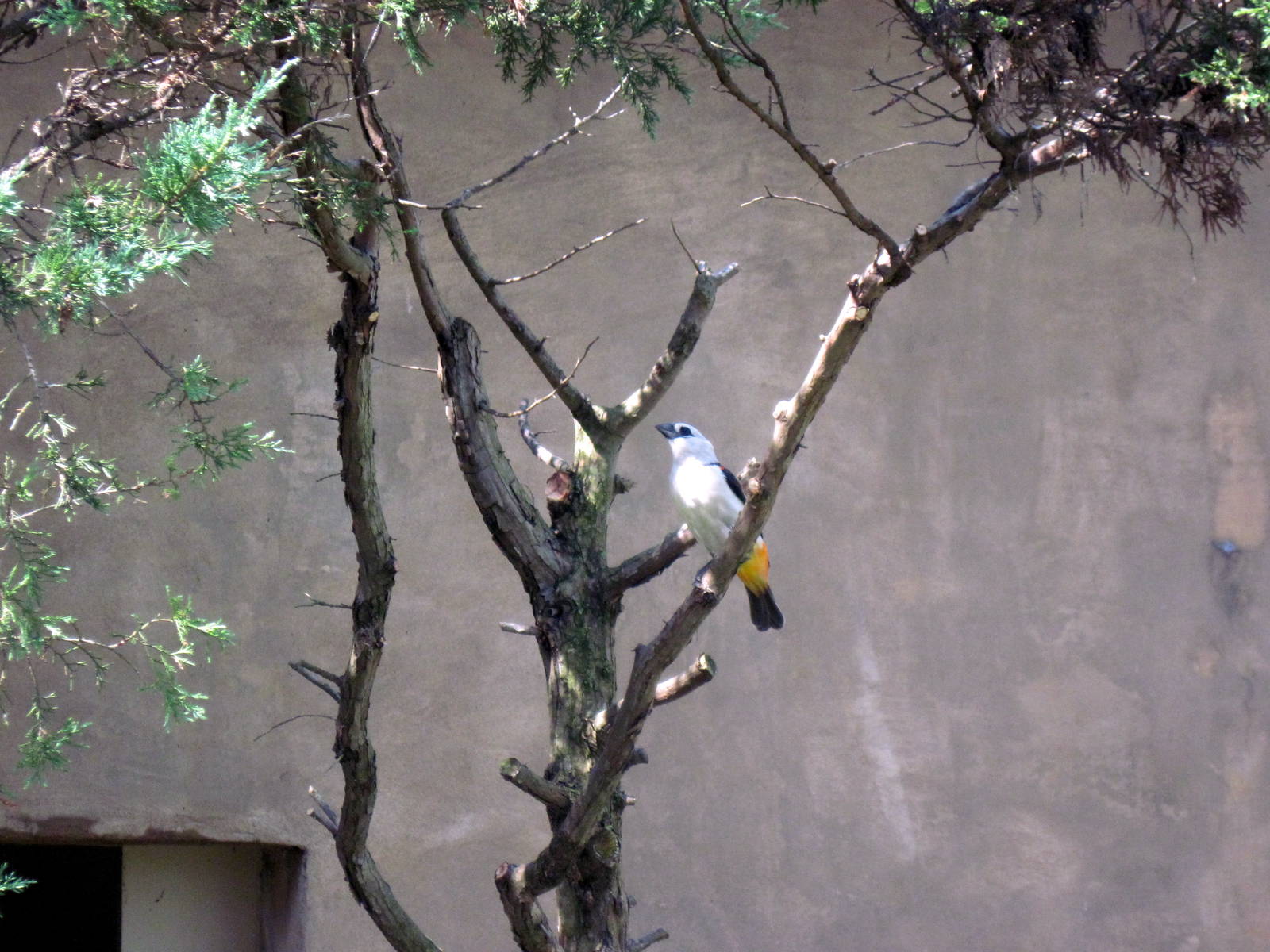 Africa-White-headed Buffalo Weaver