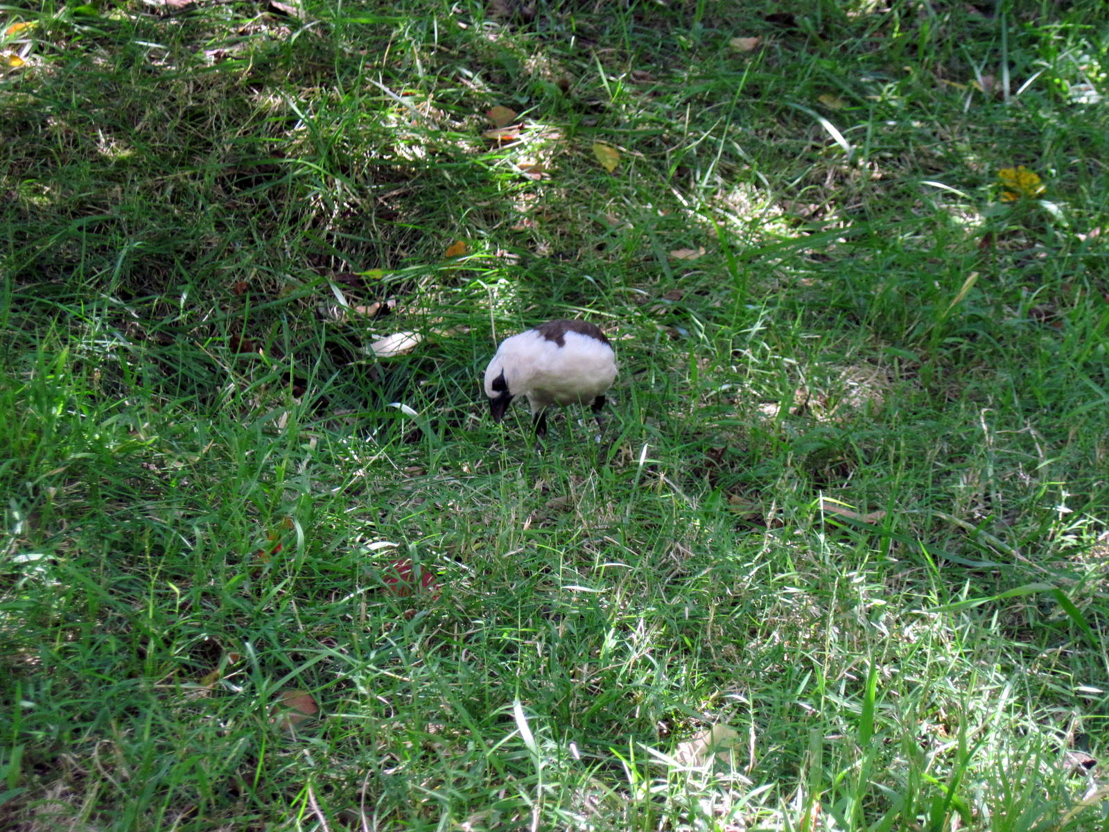 Africa-White-headed Buffalo Weaver