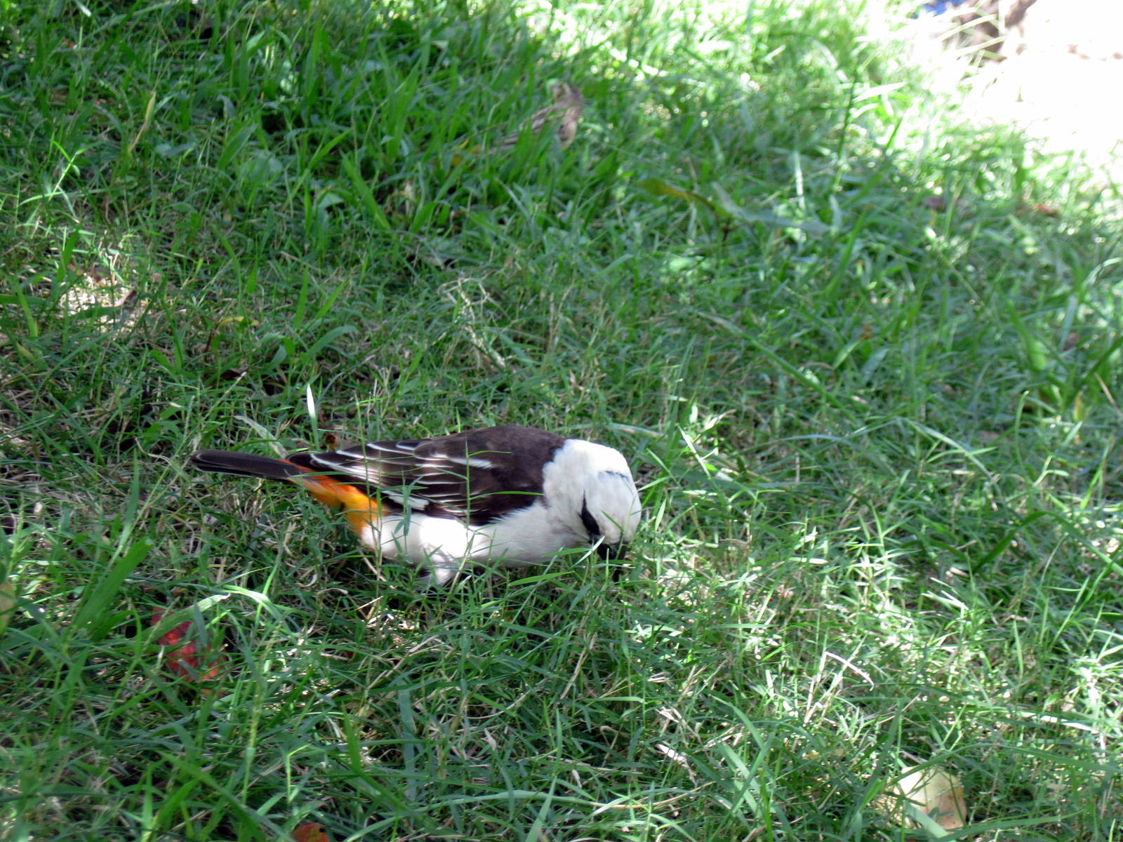 Africa-White-headed Buffalo Weaver