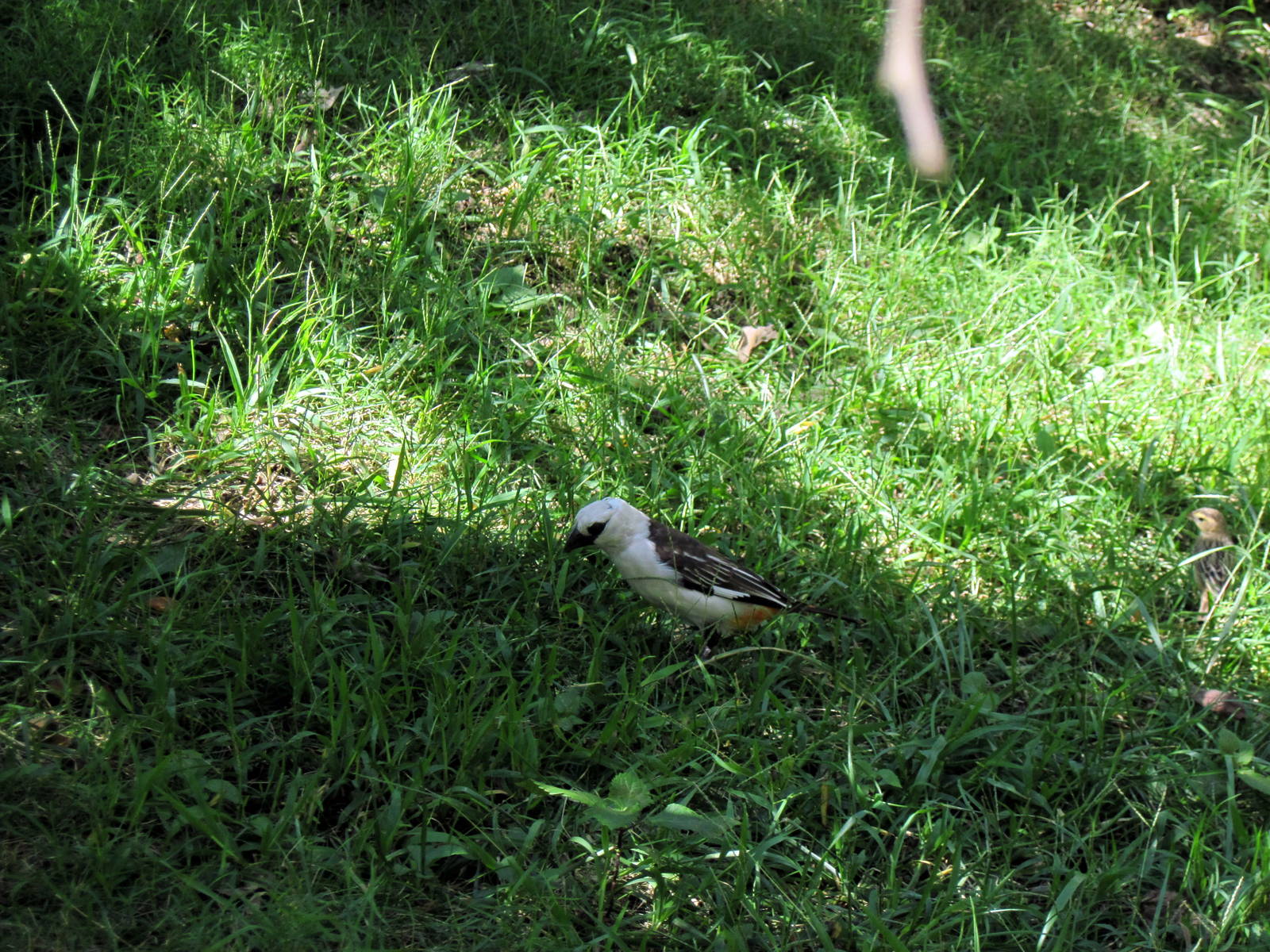 Africa-White-headed Buffalo Weaver