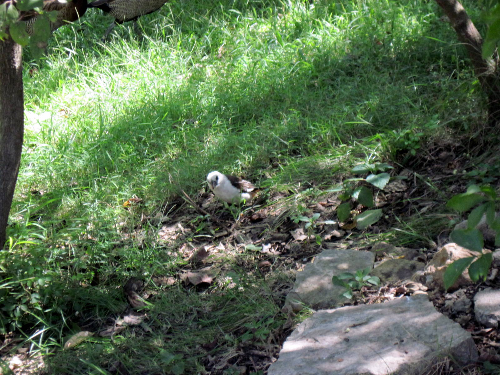 Africa-White-headed Buffalo Weaver