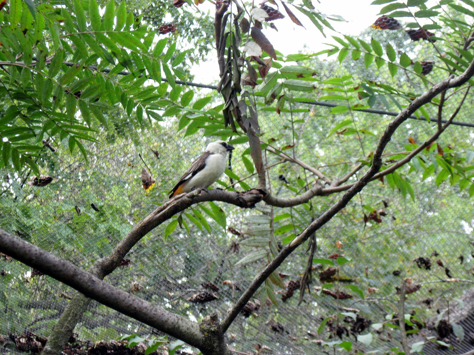 Africa-White-headed Buffalo Weaver