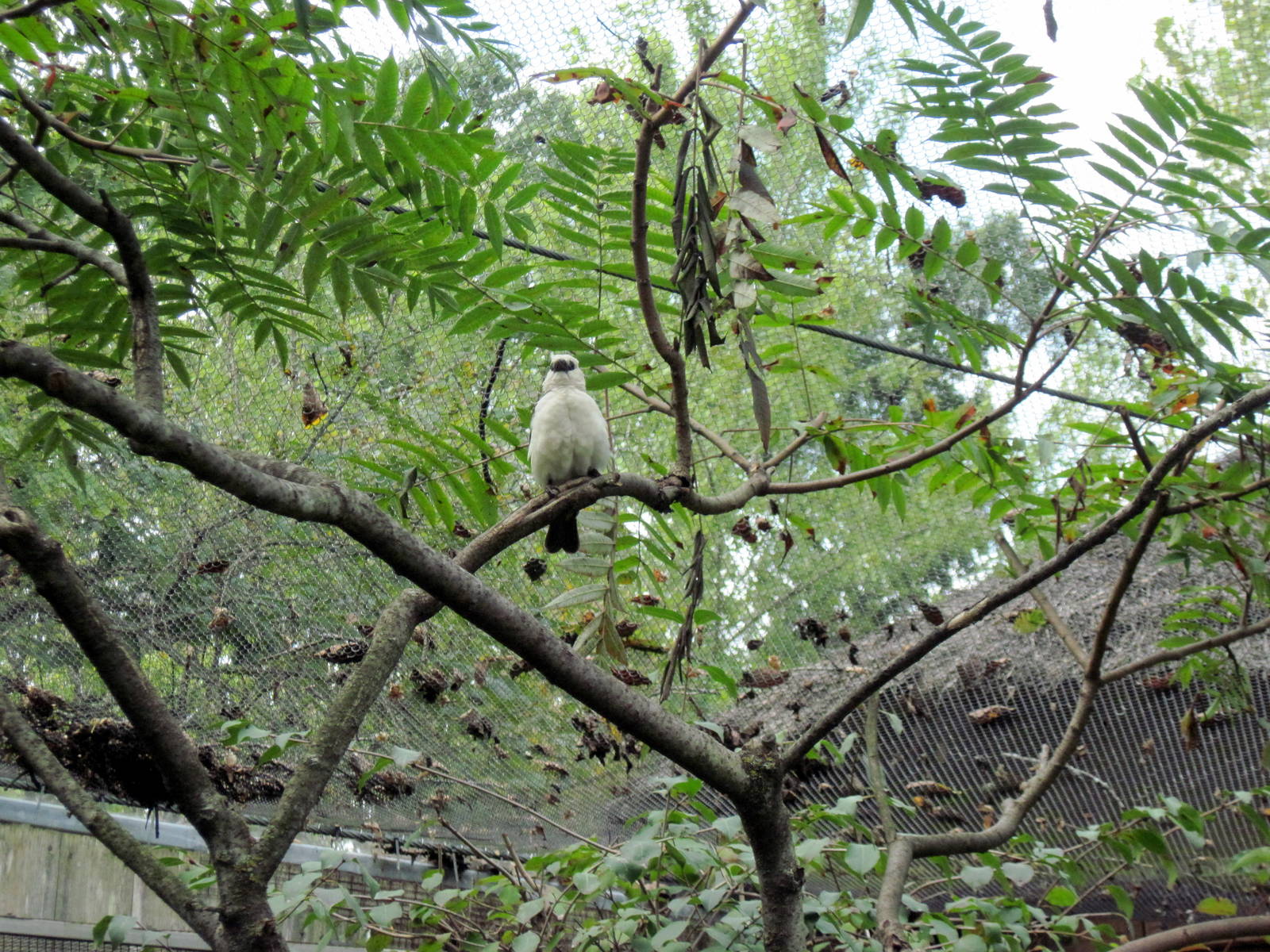 Africa-White-headed Buffalo Weaver