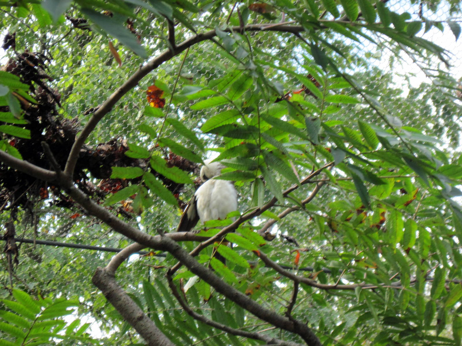 Africa-White-headed Buffalo Weaver
