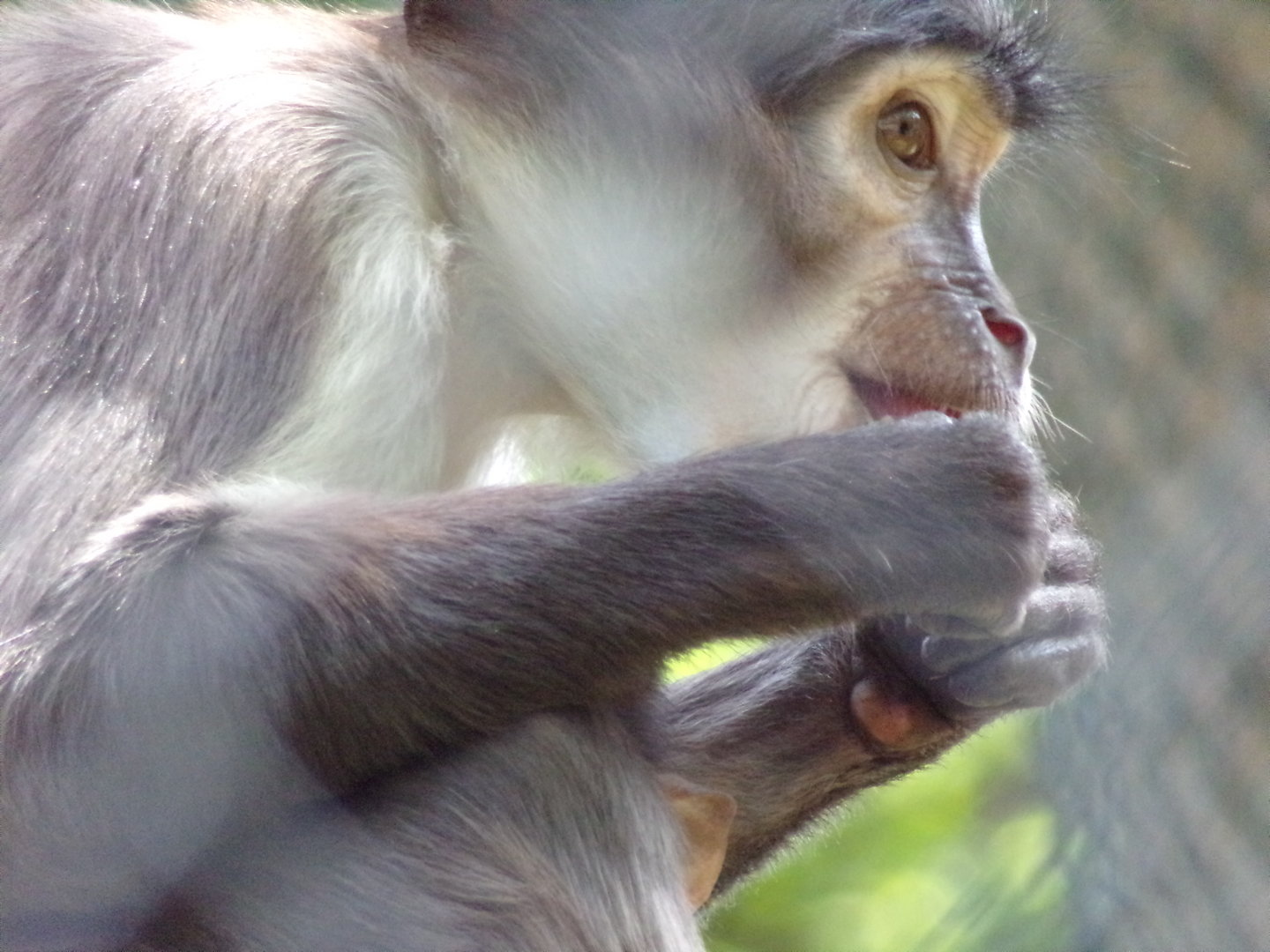 Africa- White naped magebey 13.7.23