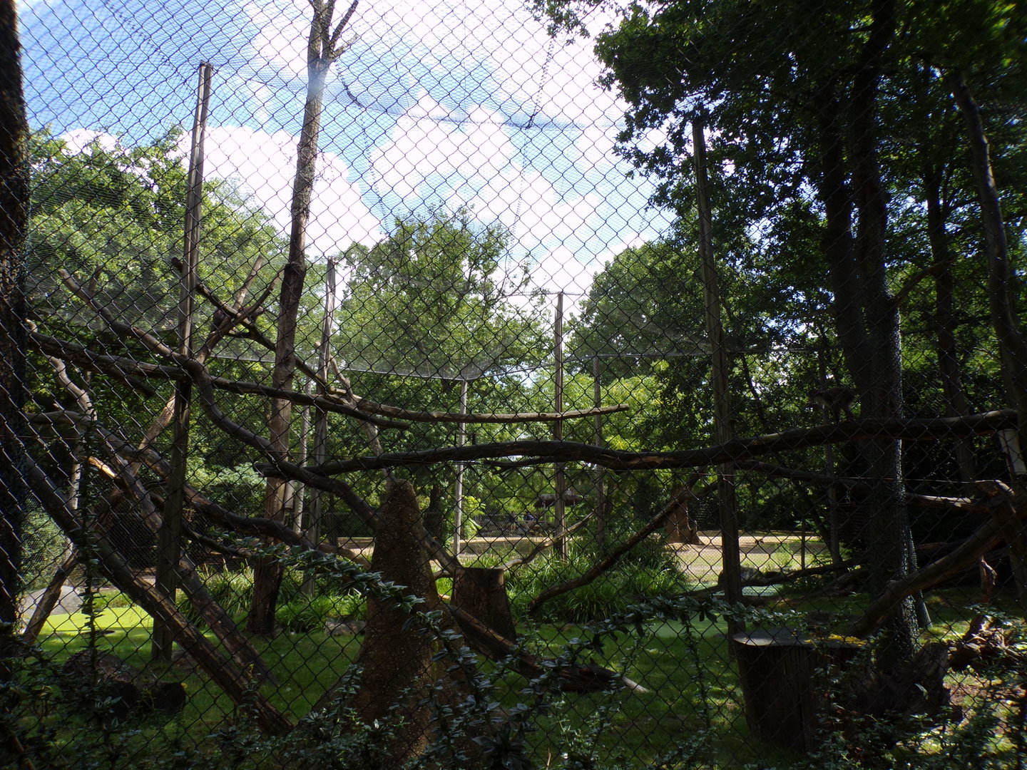 Africa- White naped magebey enclosure 13.7.23