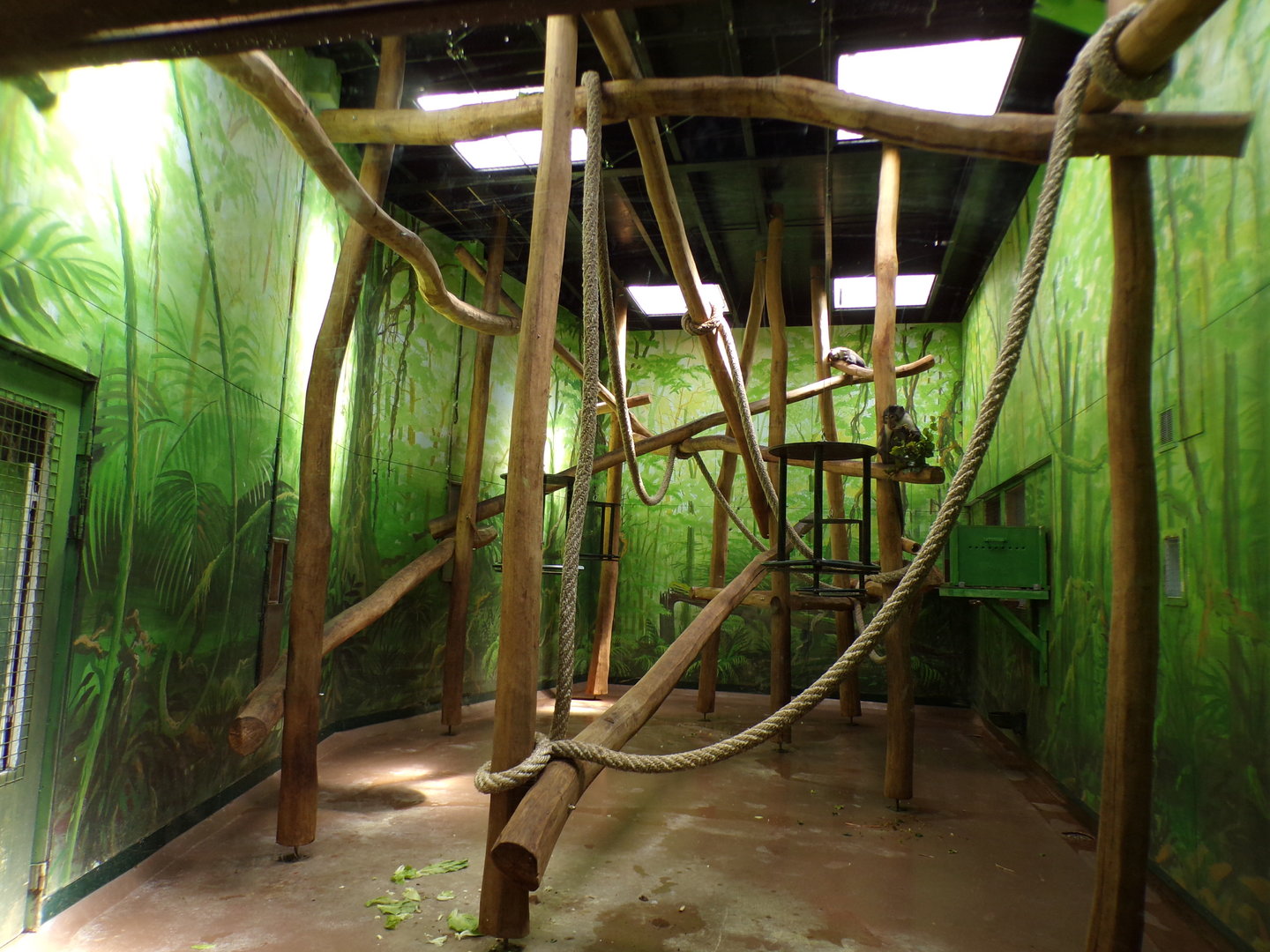 Africa- White naped magebey indoors 13.7.23