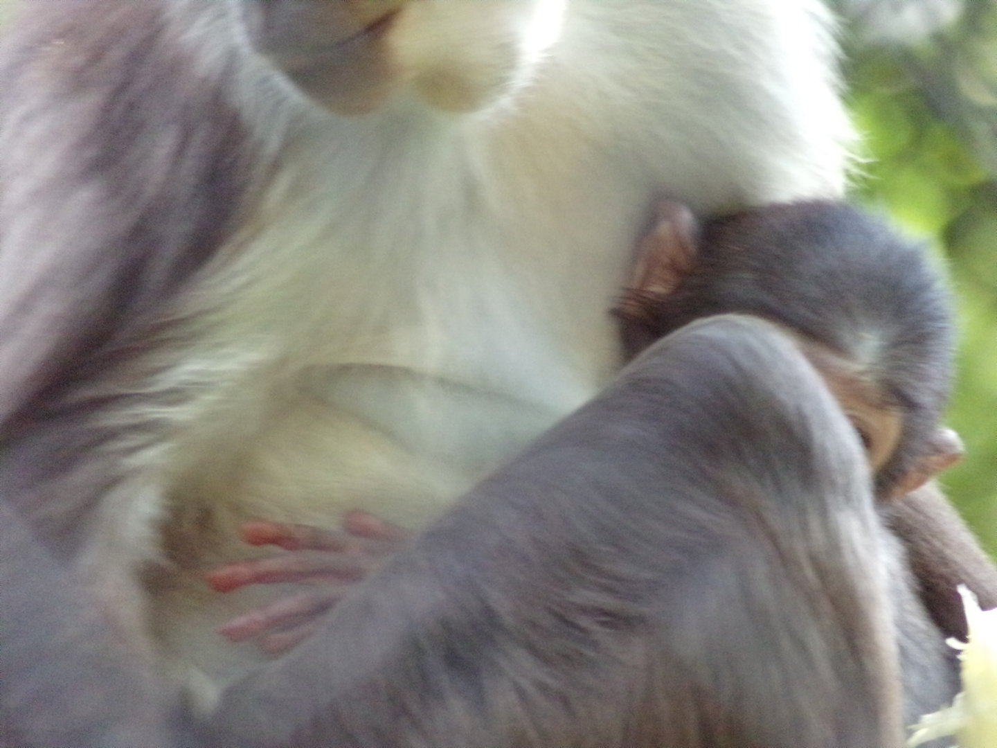 Africa- White naped magebey young 13.7.23