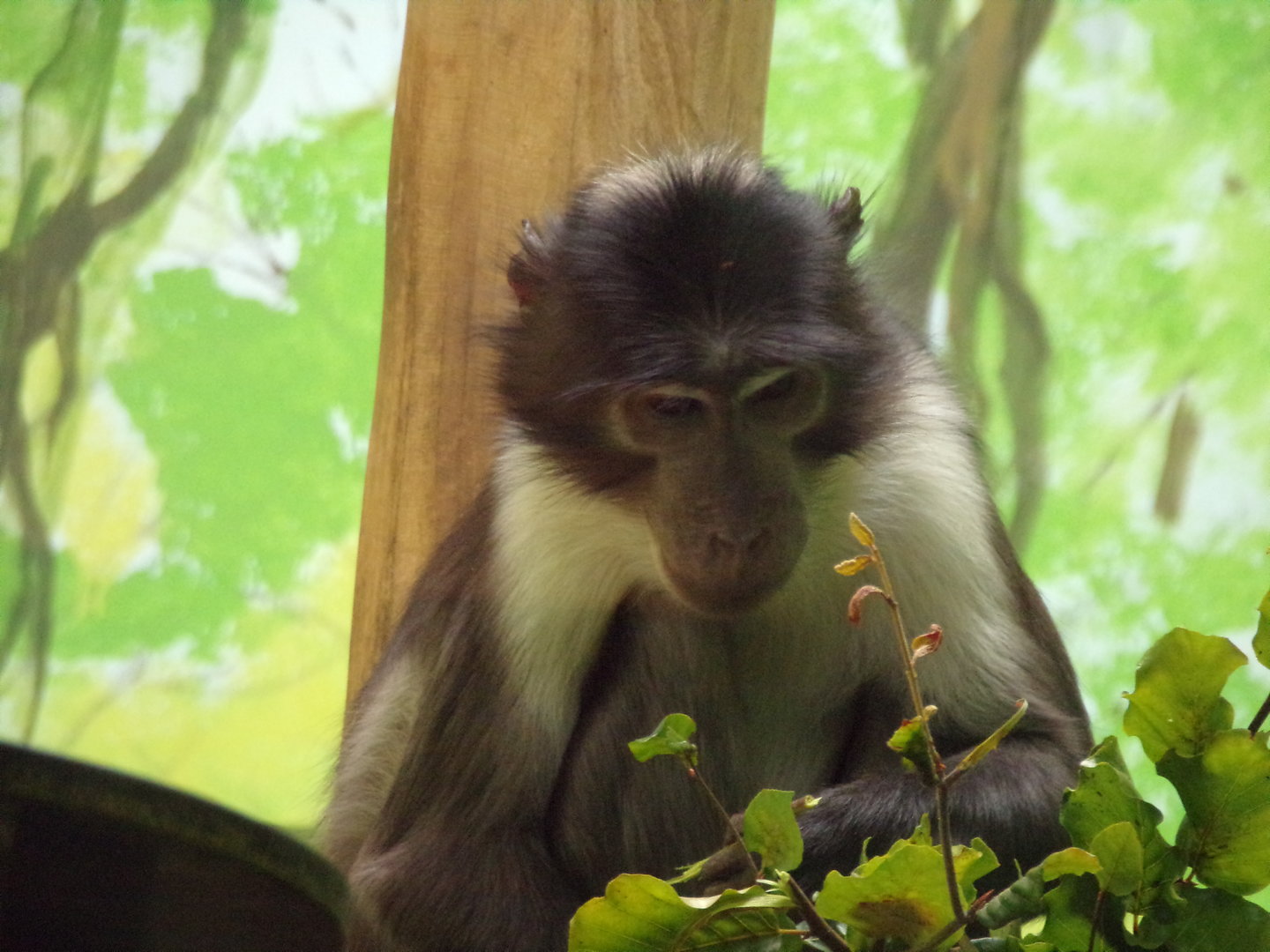 Africa- White-naped mangabey 13.7.23