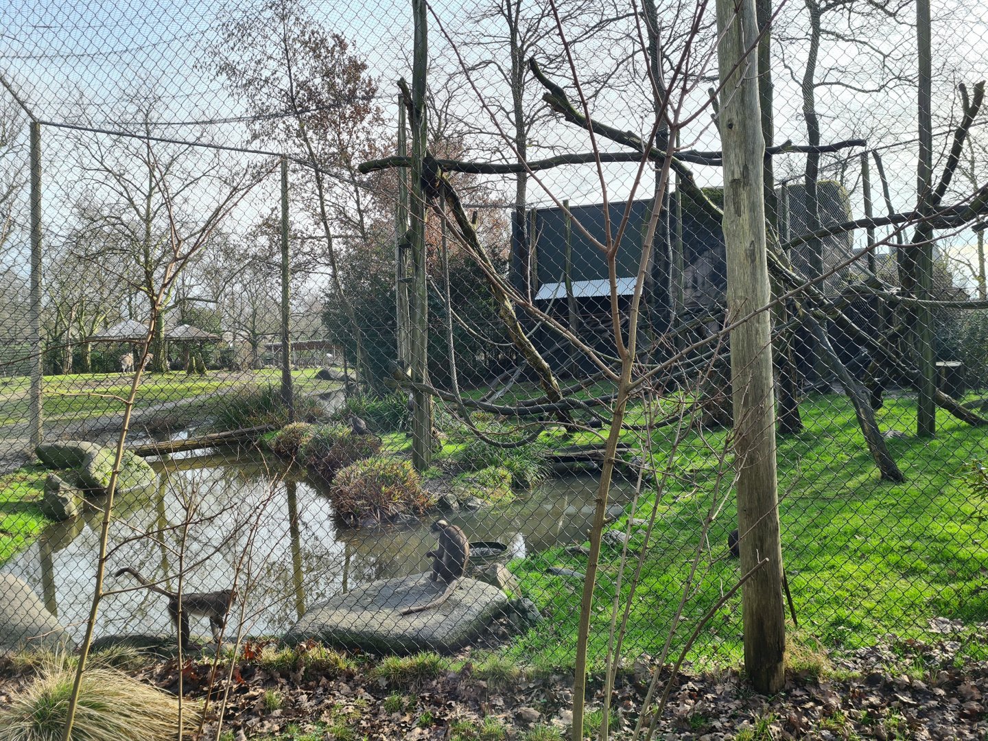 Africa - White-naped mangabey enclosure at the Kopje