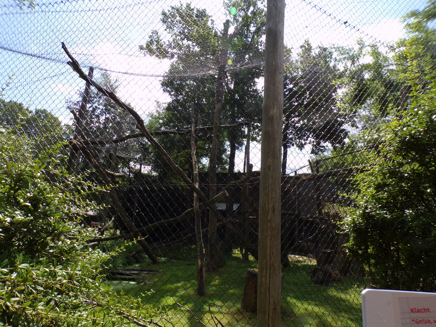 Africa- White naped mangebey enclosure 13.7.23
