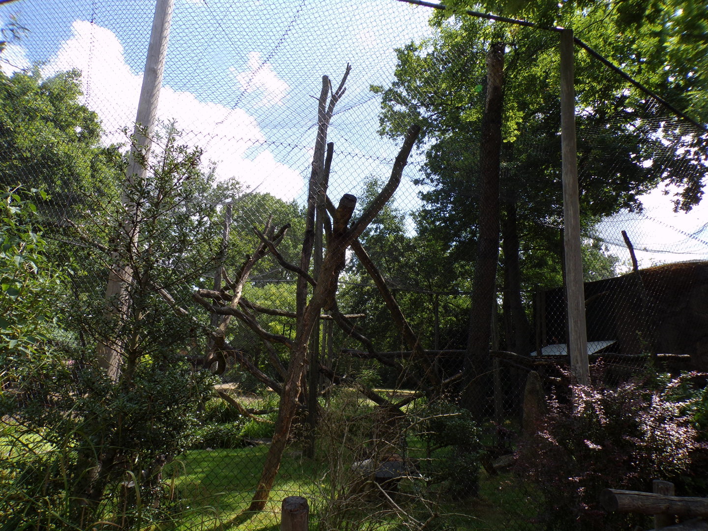 Africa- White naped mangeby enclosure 13.7.23