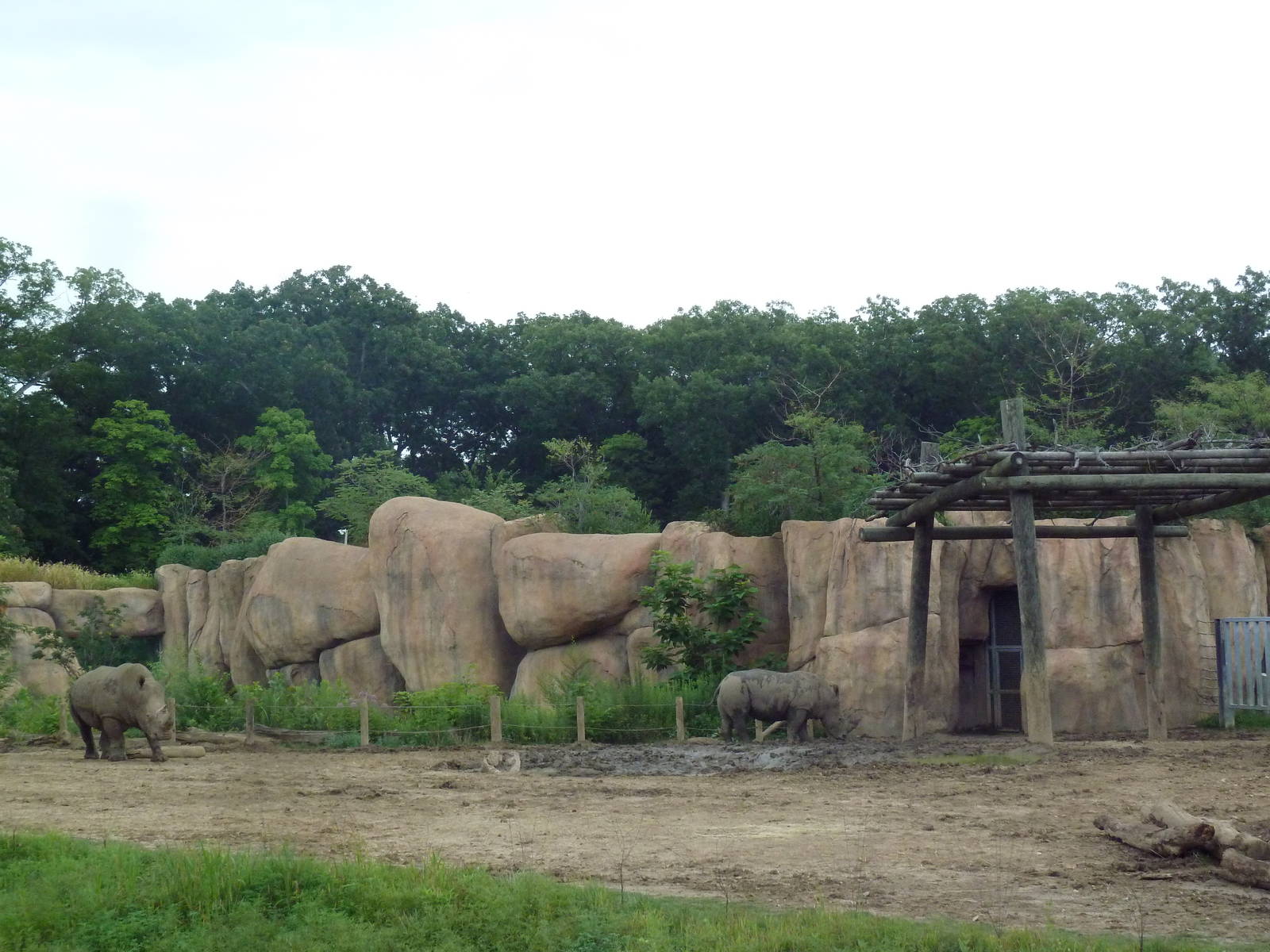 Africa! - White Rhino/Grevy's Zebra Exhibit (Lion Background)