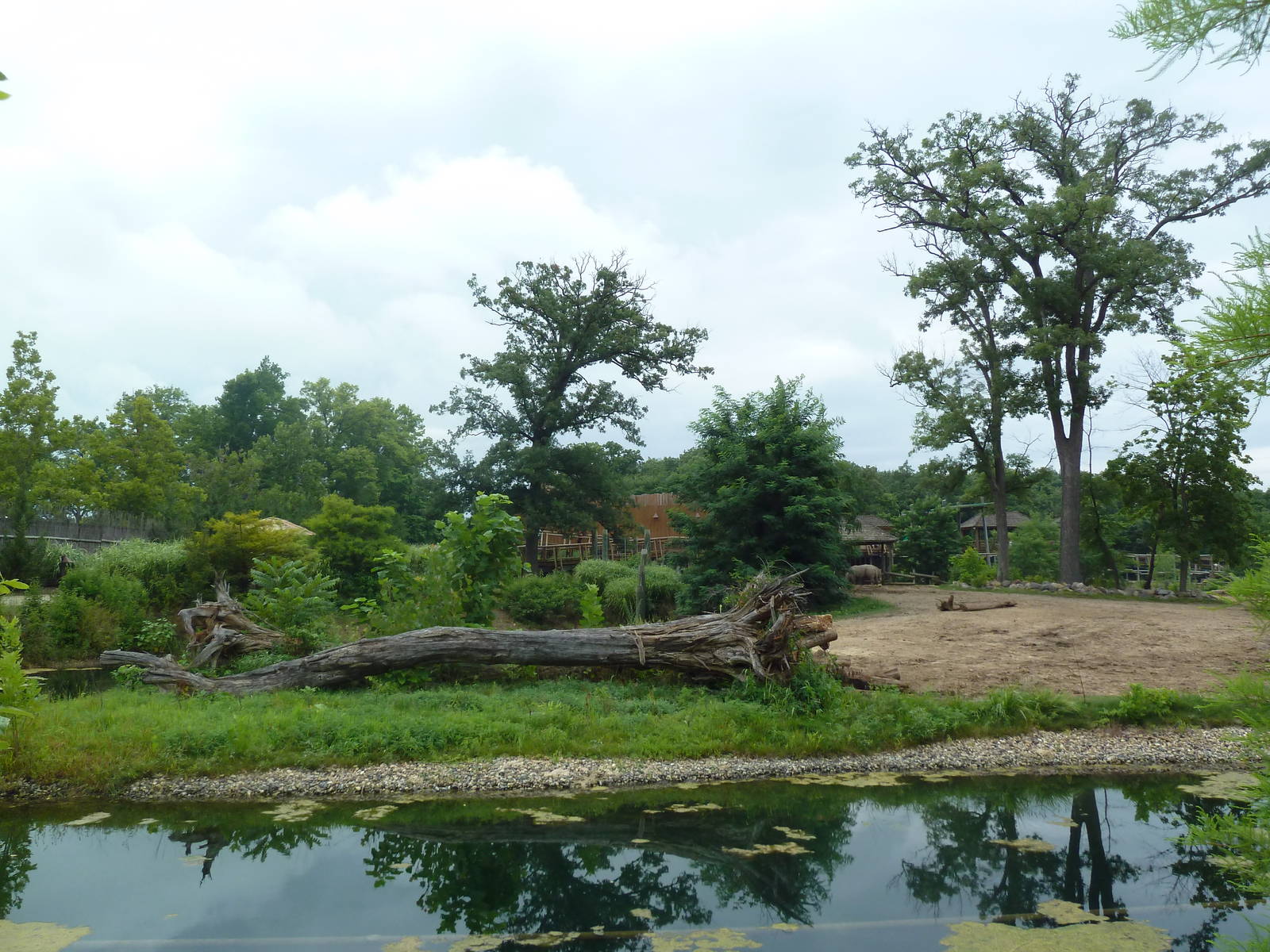 Africa! - White Rhino/Grevy's Zebra Exhibit