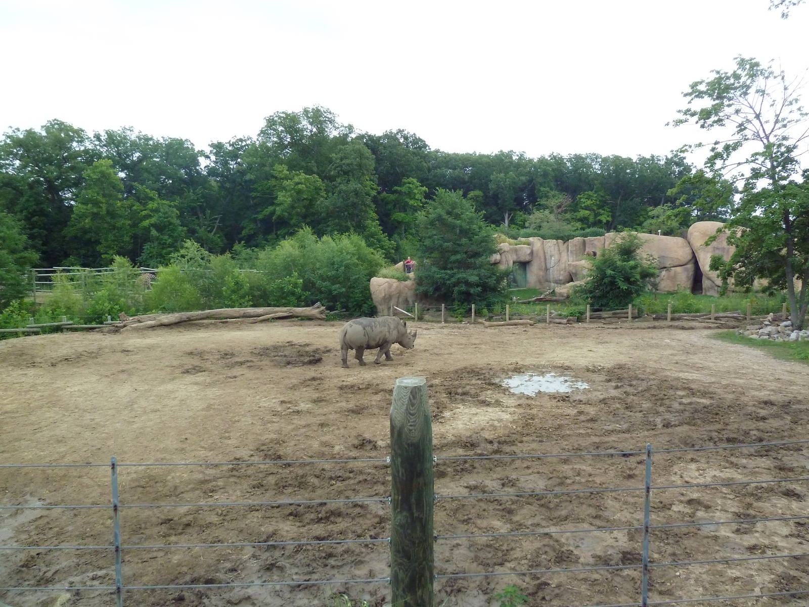 Africa! - White Rhino/Grevy's Zebra Exhibit