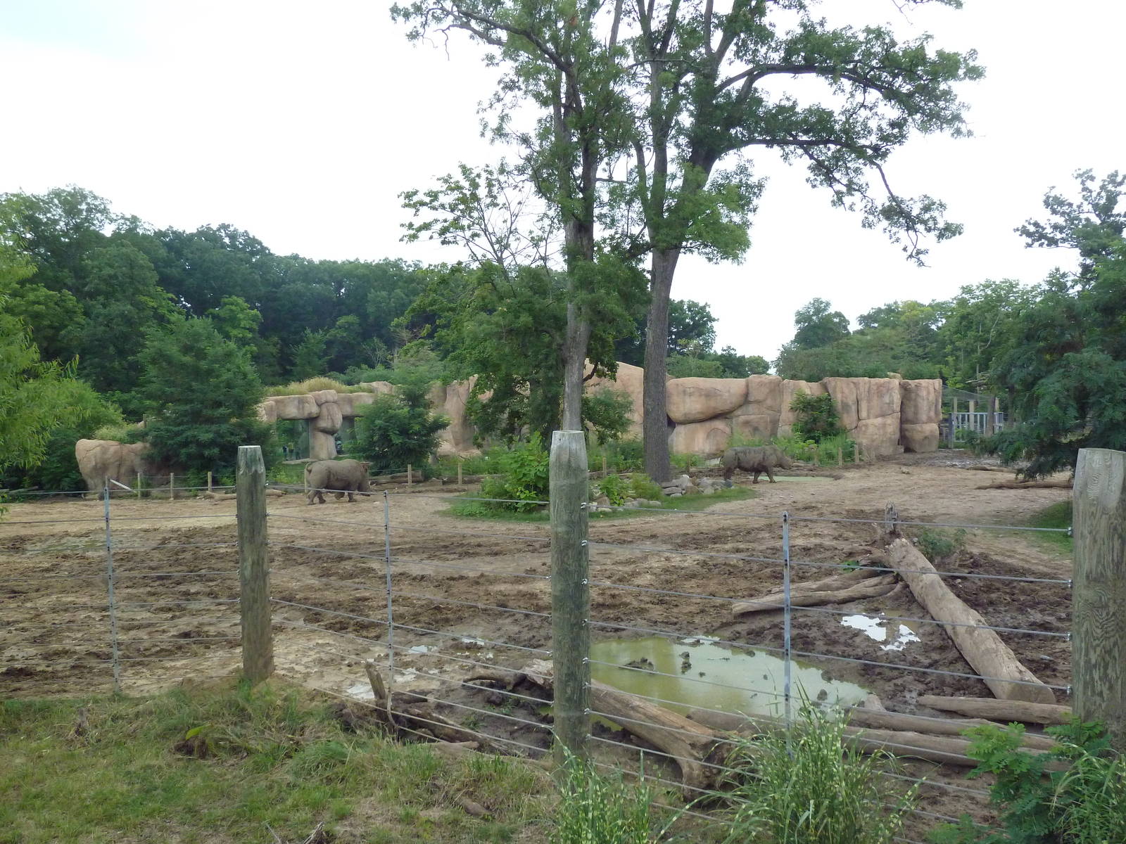 Africa! - White Rhino/Grevy's Zebra Exhibit