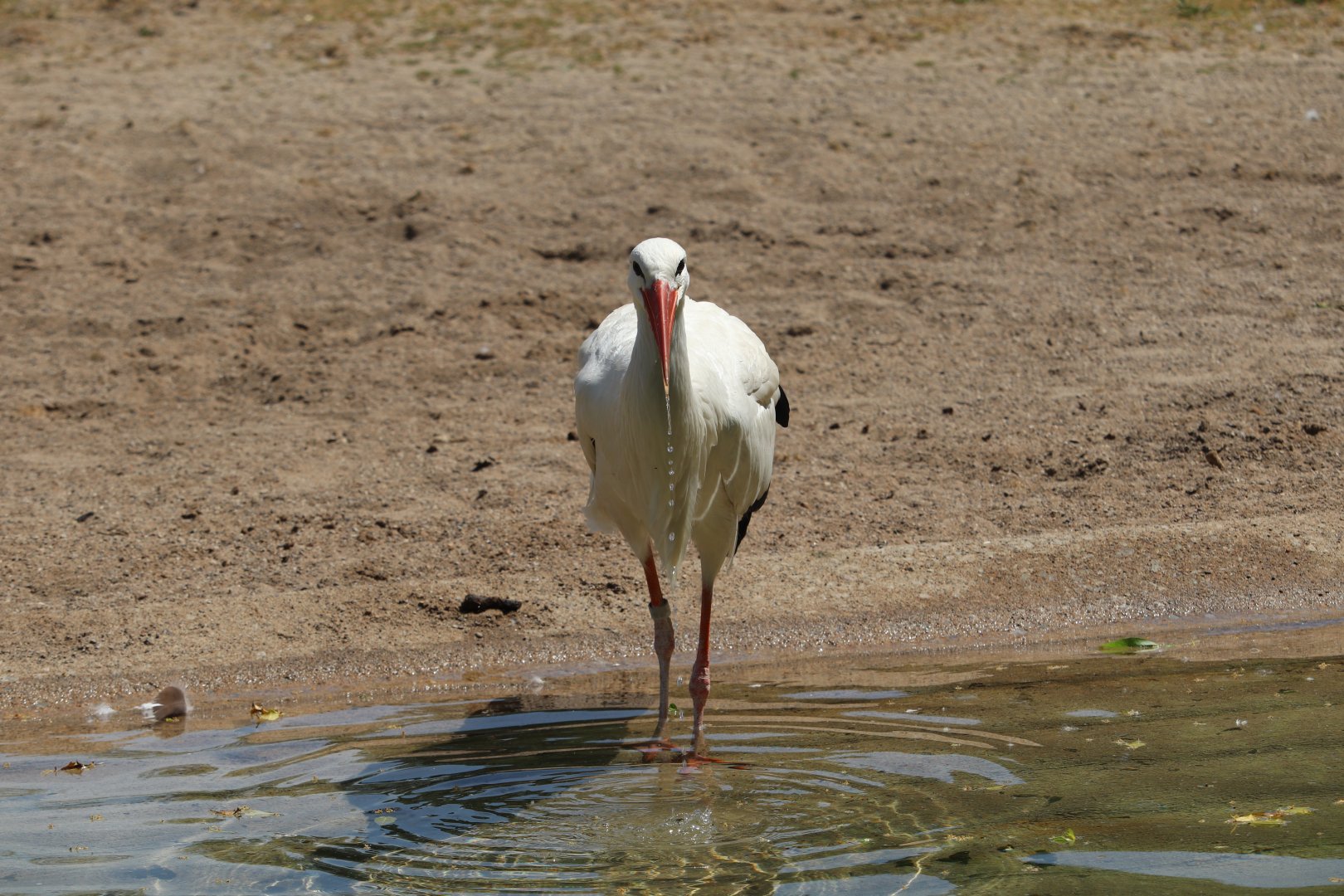 Africa - White Stork