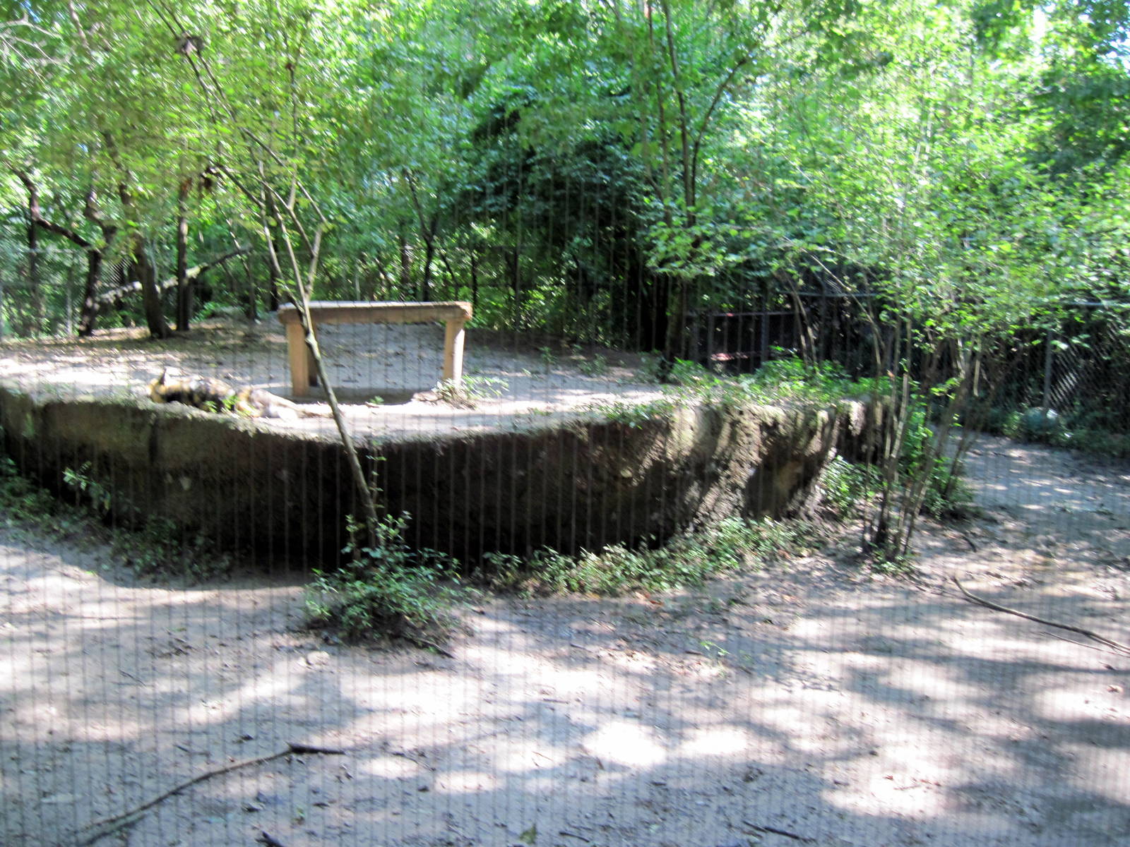 Africa-Wild Dog Exhibit