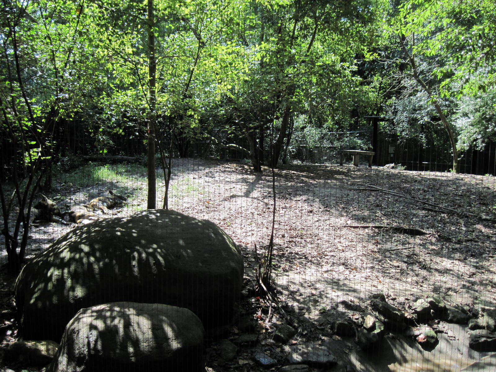 Africa-Wild Dog Exhibit