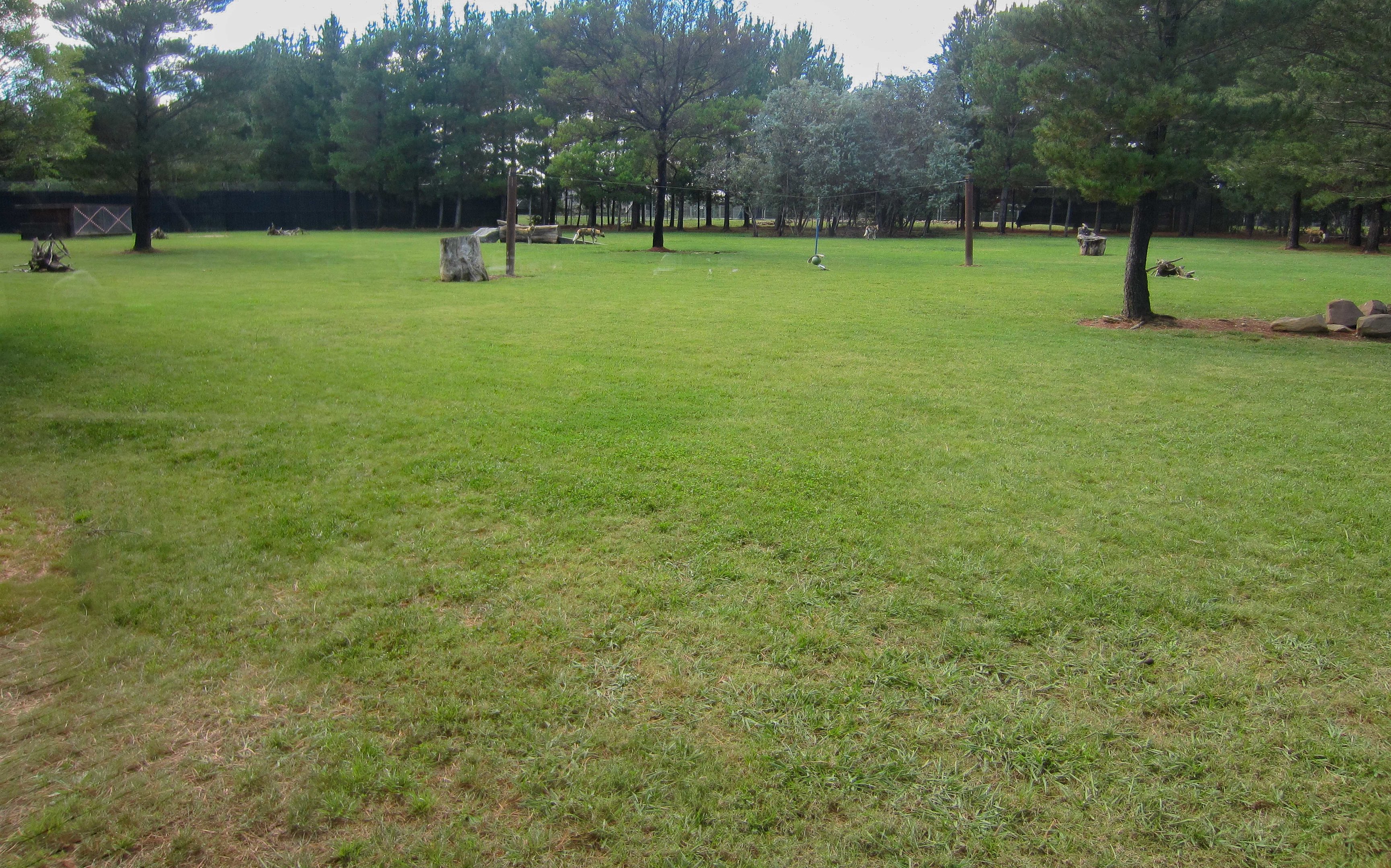 Africa Wild Dog exhibit