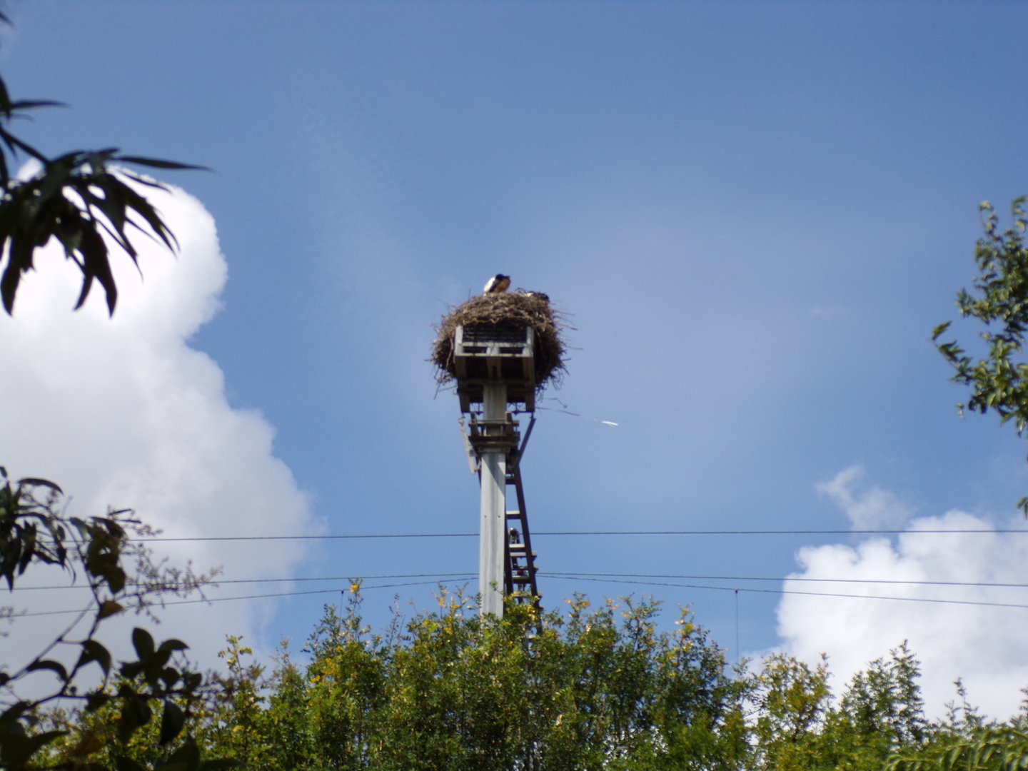 Africa- Wild stork nest 13.7.23
