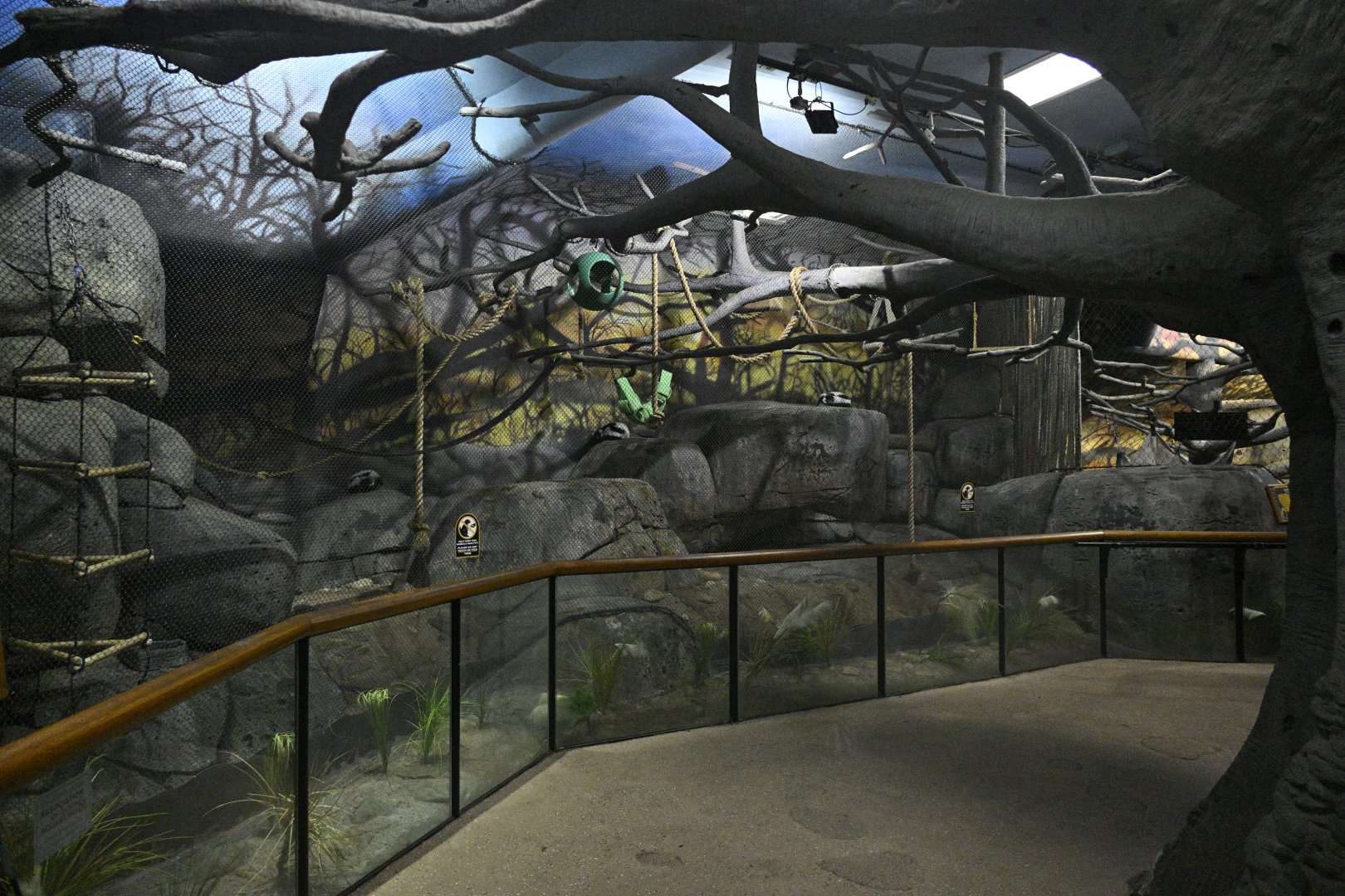Africa Wing - Black-and-white Ruffed Lemur Exhibit