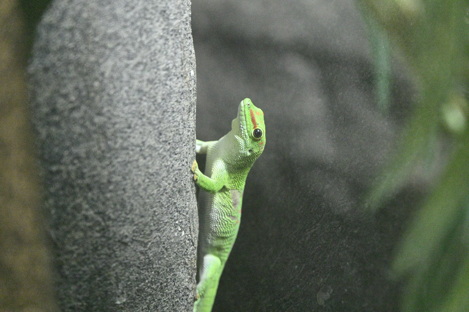 Africa Wing - Madagascar Day Gecko (Phelsuma madagascariensis)