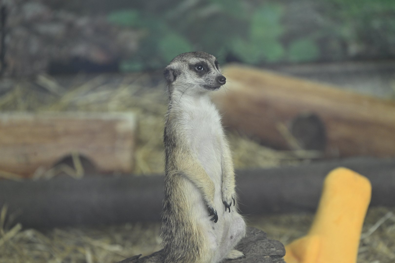 Africa Wing - Meerkat (Suricata suricatta)
