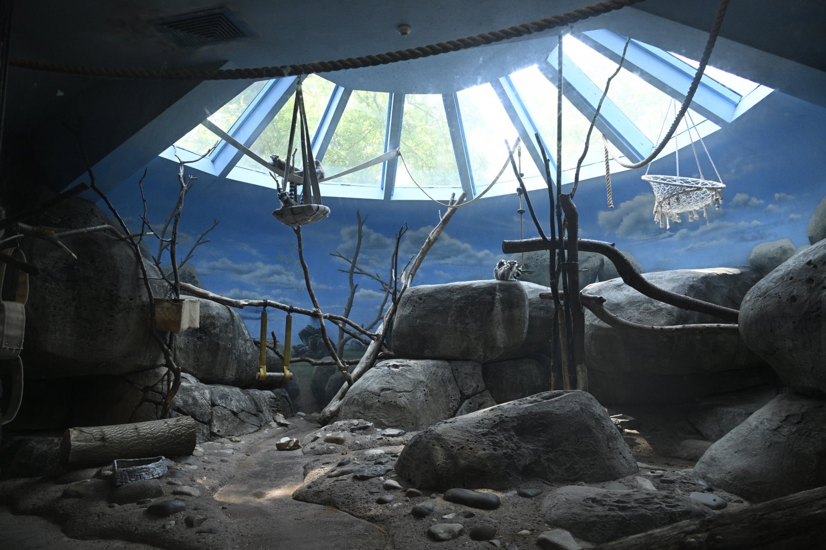 Africa Wing - Ring-tailed Lemur Exhibit