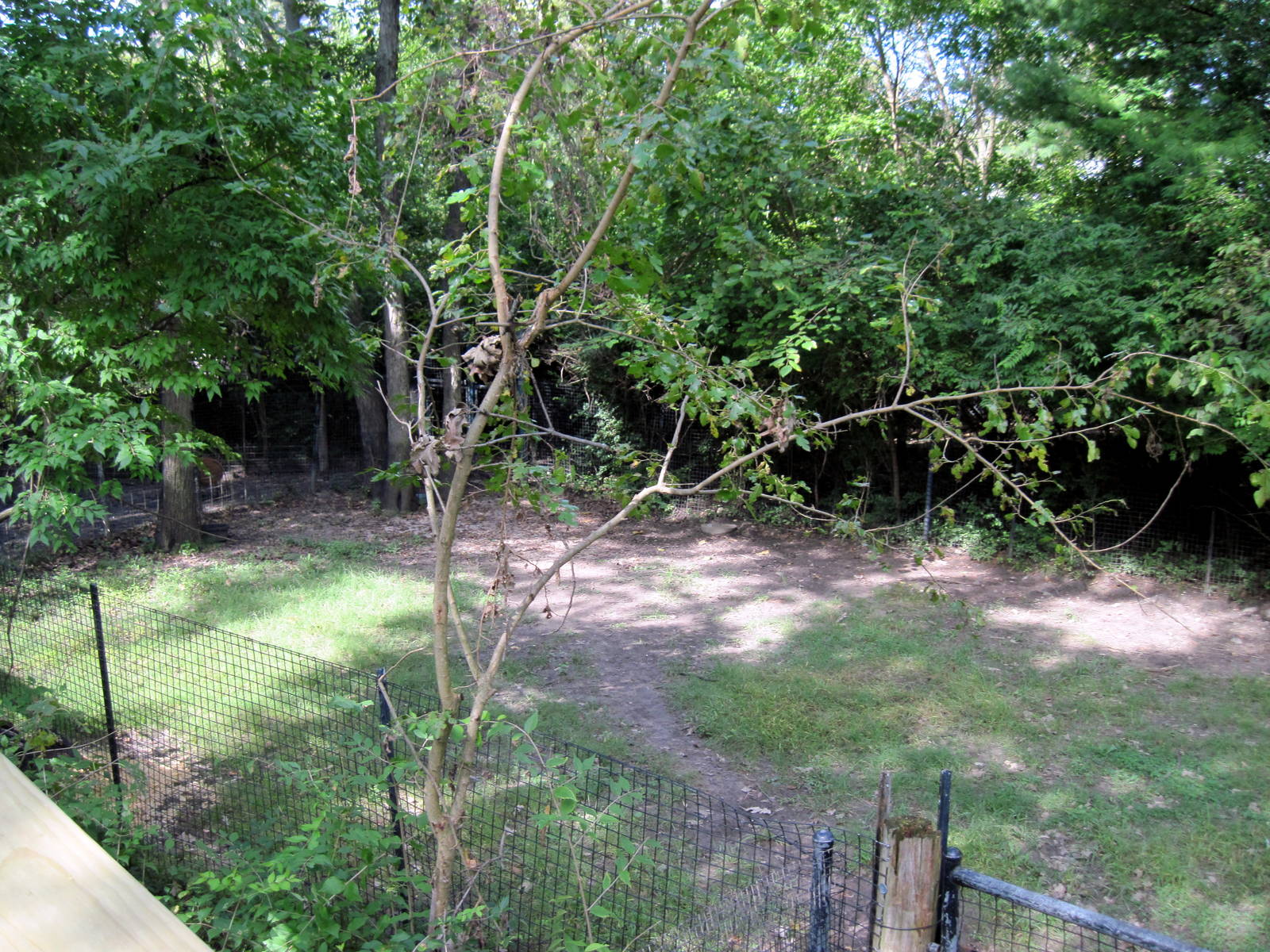Africa-Yellow-backed Duiker Exhibit