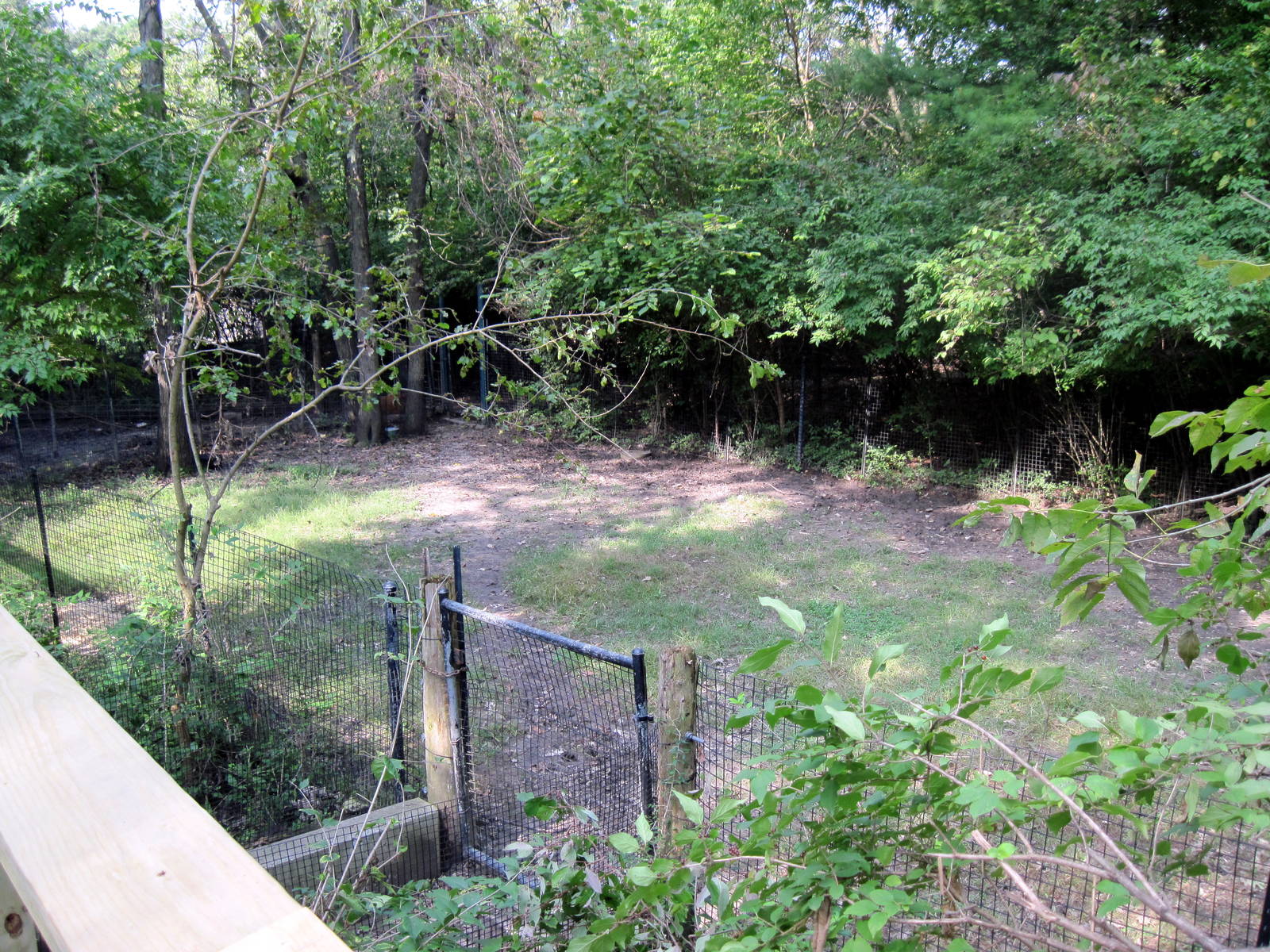 Africa-Yellow-backed Duiker Exhibit