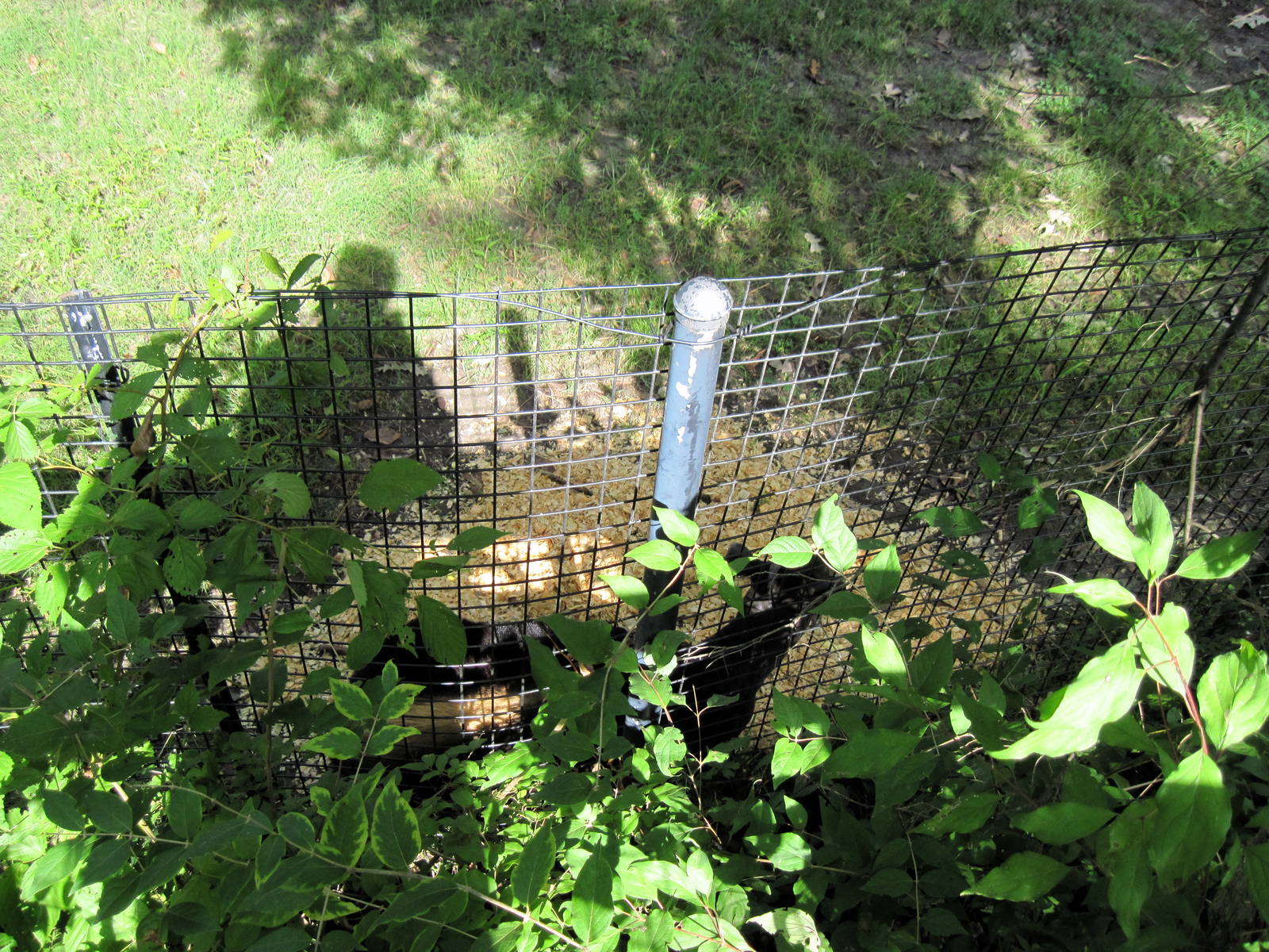 Africa-Yellow-backed Duiker