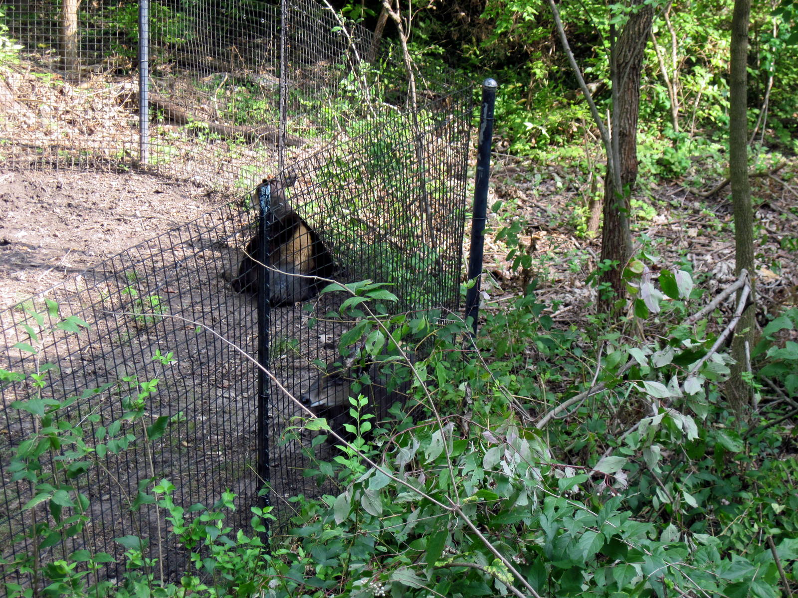Africa-Yellow-backed Duiker