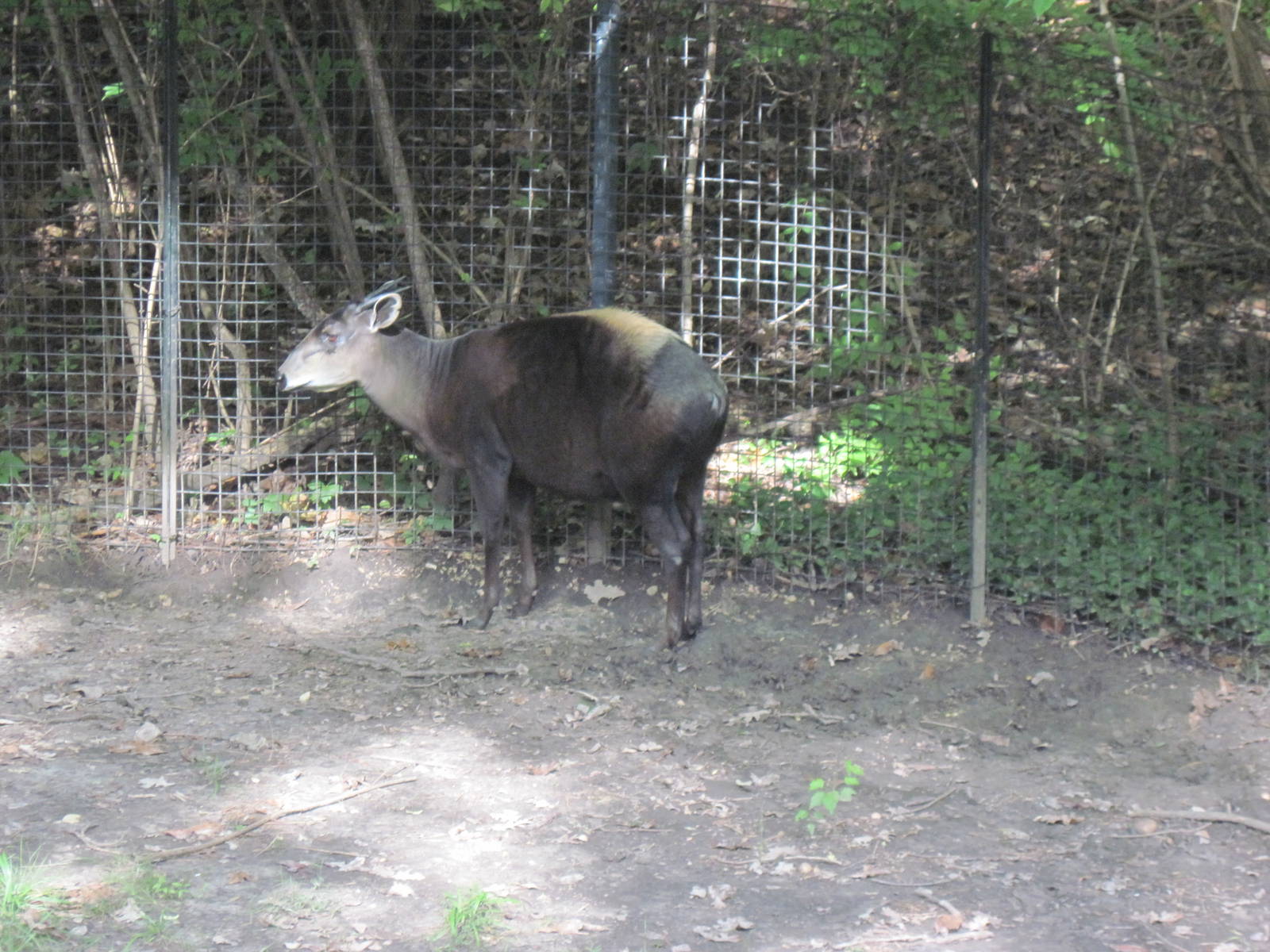 Africa-Yellow-backed Duiker